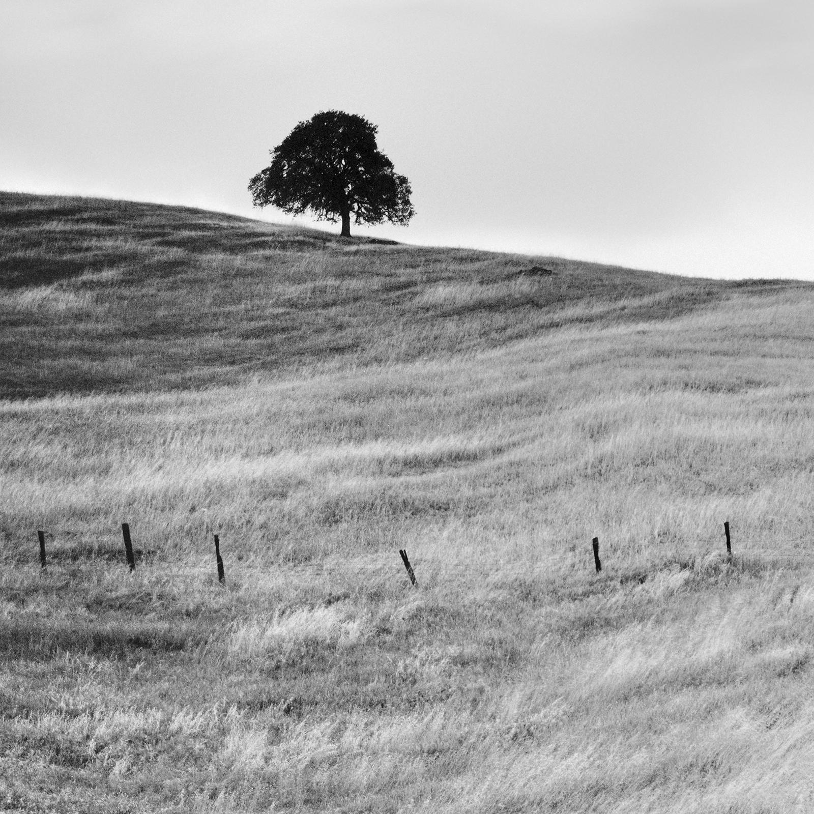 Tree in golden Grass, USA, limited edition photograph, monochrome landscape For Sale 5