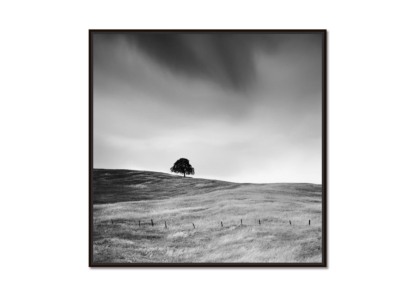 Tree in golden Grass, USA, limited edition photograph, monochrome landscape - Photograph by Gerald Berghammer