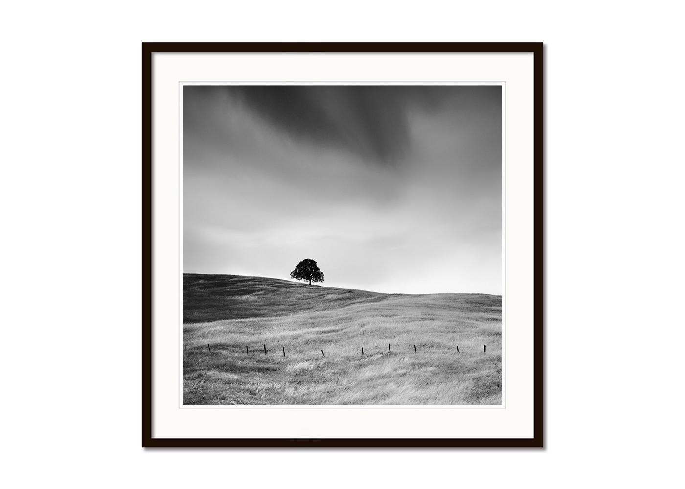 Tree in golden Grass, USA, limited edition photograph, monochrome landscape - Gray Landscape Photograph by Gerald Berghammer