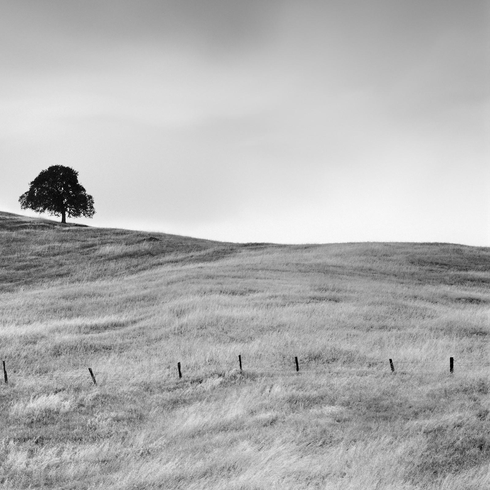 Tree in golden Grass, USA, limited edition photograph, monochrome landscape For Sale 4