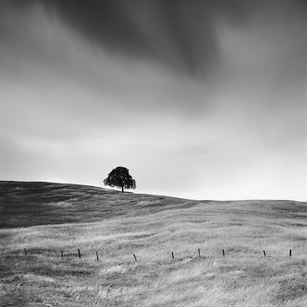 Gerald Berghammer Landscape Photograph - Tree in golden Grass, USA, limited edition photograph, monochrome landscape