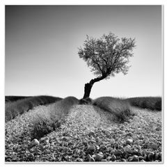Tree in a Stony Lavender Field, Provence – Limited-Edition Black-and-White Photo