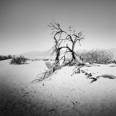 Albero nella Valle della Morte, California, USA, fotografia monocromatica, paesaggio, limited