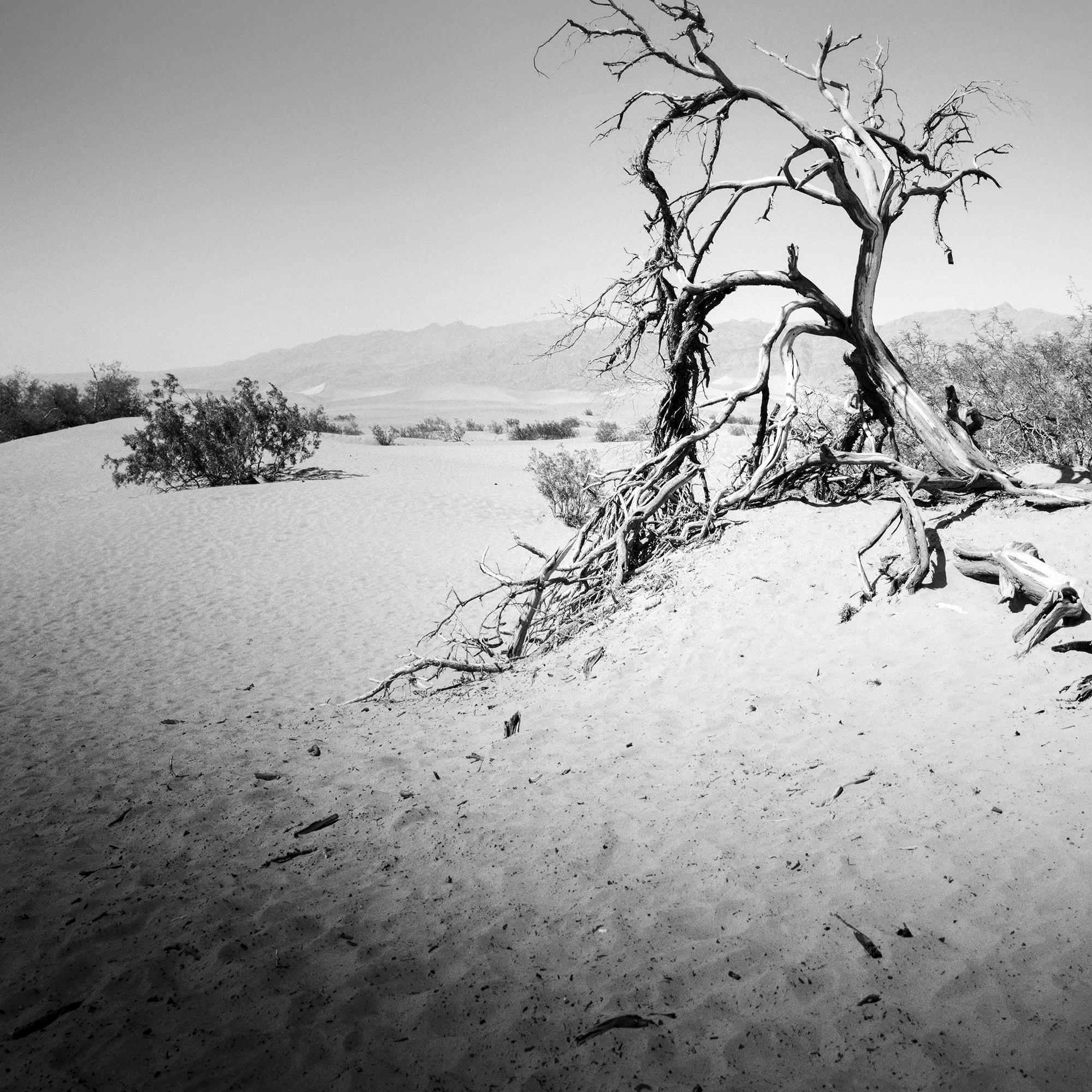 Arbre dans la Vallée de la Mort, Californie, USA, photographie monochrome, paysage, limitée en vente 5