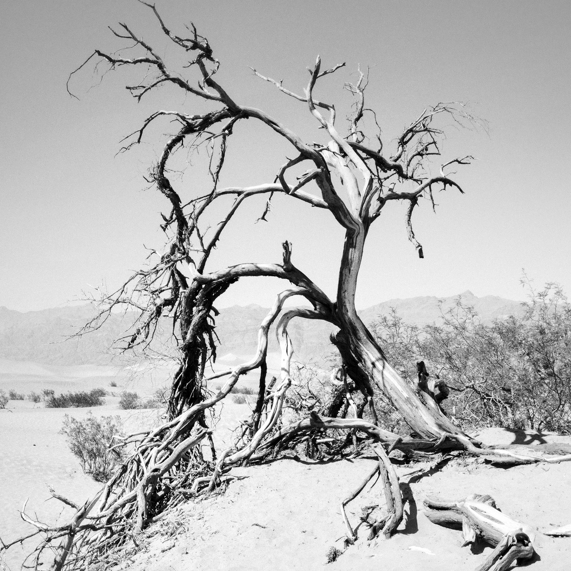 Arbre dans la Vallée de la Mort, Californie, USA, photographie monochrome, paysage, limitée en vente 7