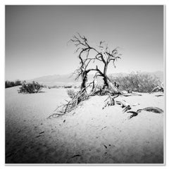 Albero nella Valle della Morte, California, USA, fotografia monocromatica, paesaggio, limited