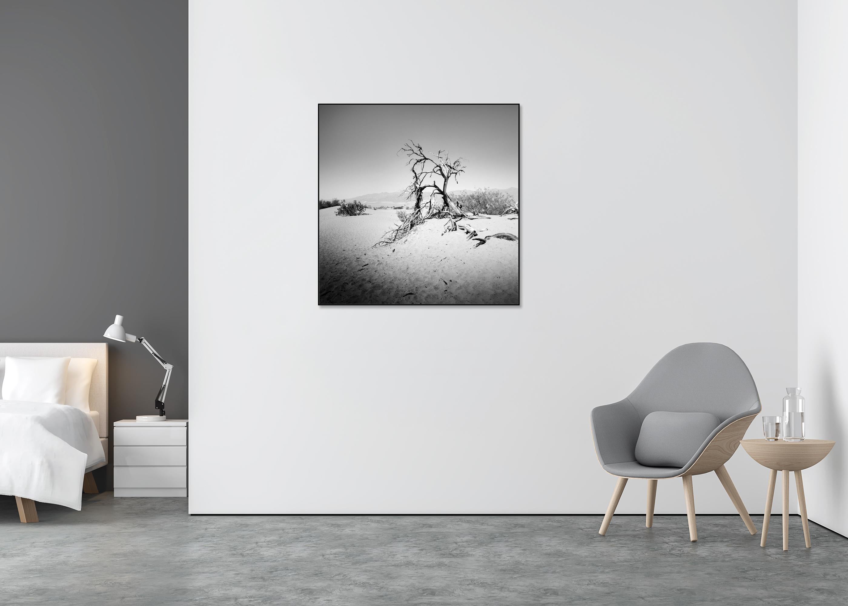 Arbre dans la Vallée de la Mort, Californie, USA, photographie monochrome, paysage, limitée - Gris Black and White Photograph par Gerald Berghammer