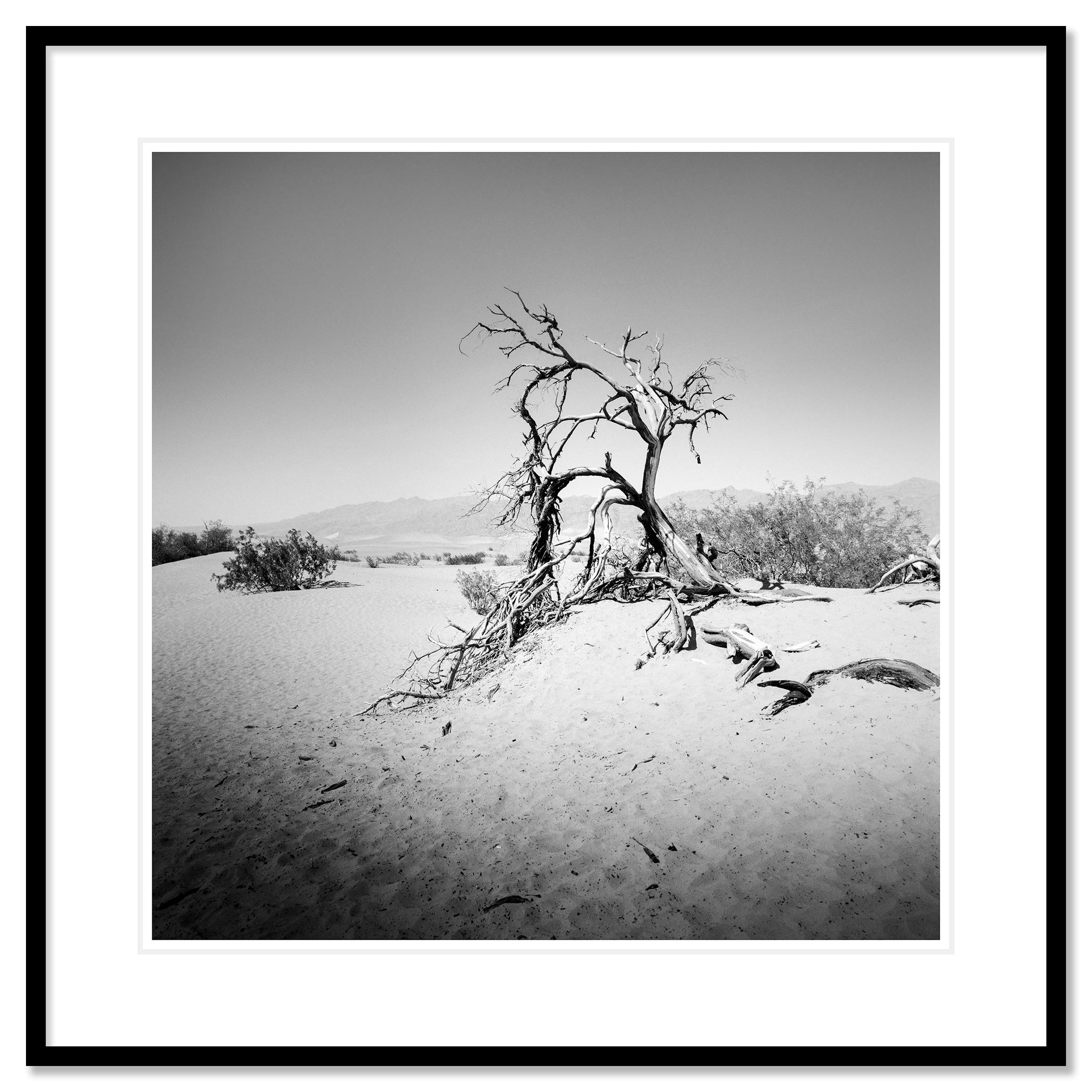 Arbre dans la Vallée de la Mort, Californie, USA, photographie monochrome, paysage, limitée en vente 1