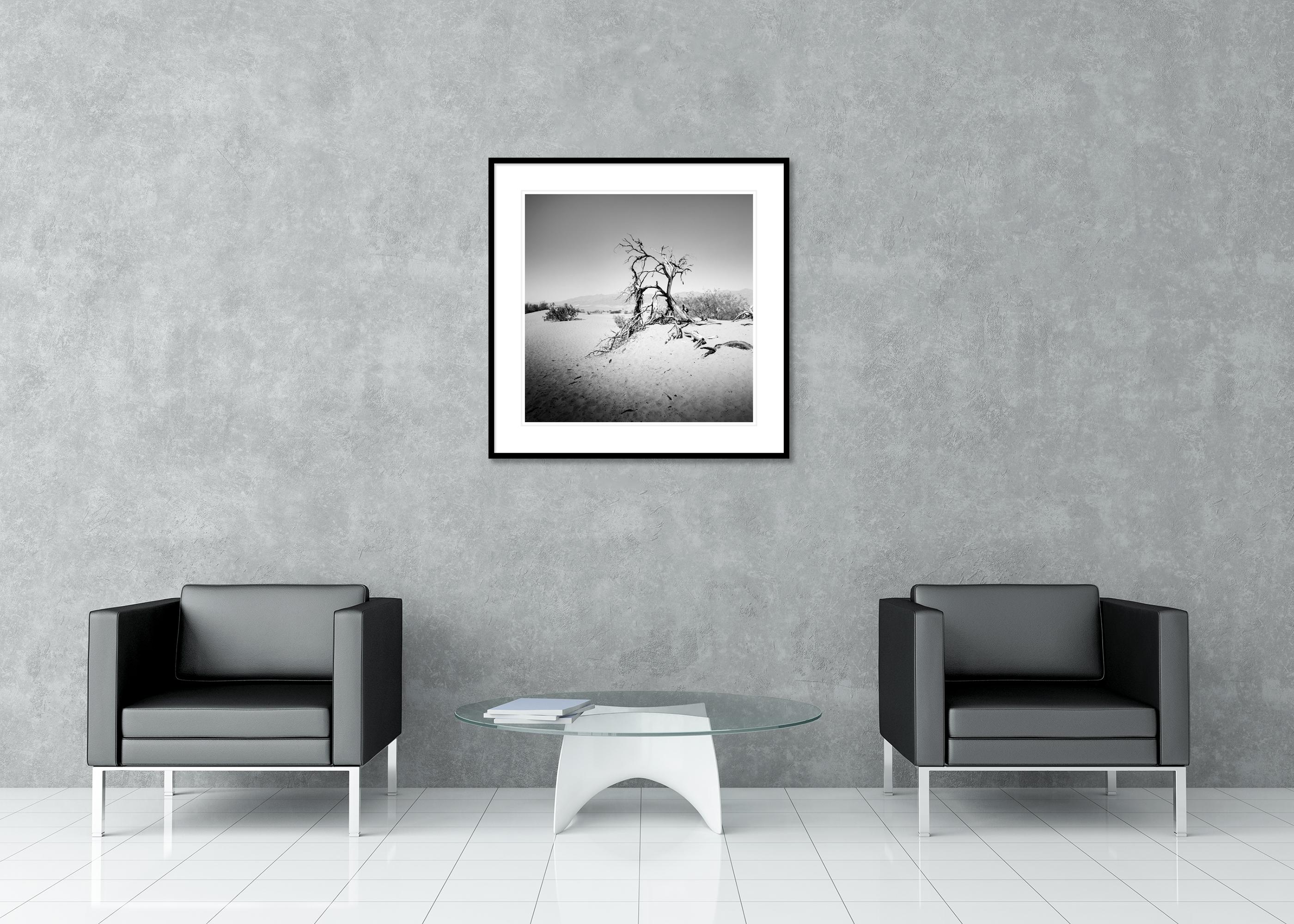 Arbre dans la Vallée de la Mort, Californie, USA, photographie monochrome, paysage, limitée en vente 2