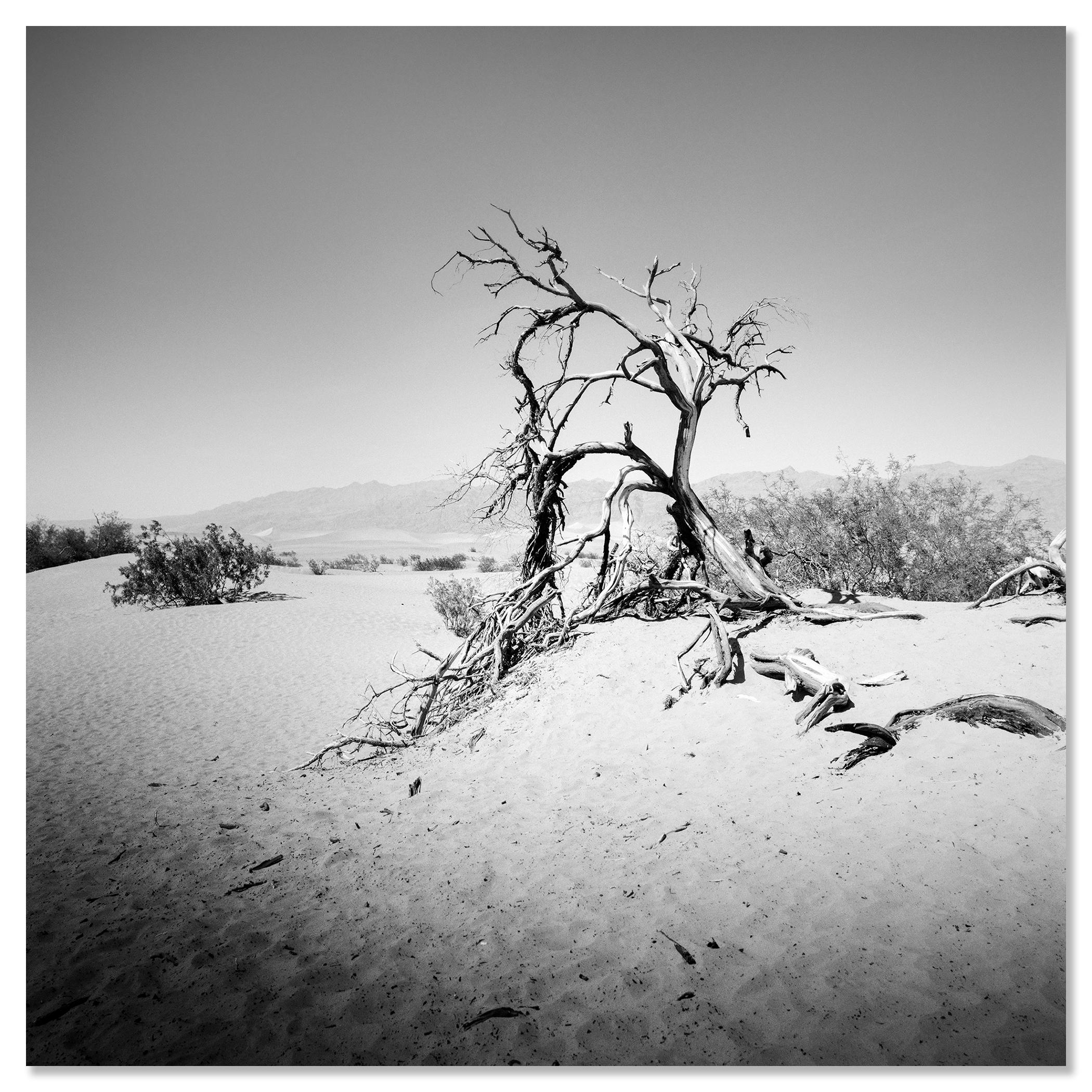Arbre dans la Vallée de la Mort, Californie, USA, photographie monochrome, paysage, limitée en vente 3