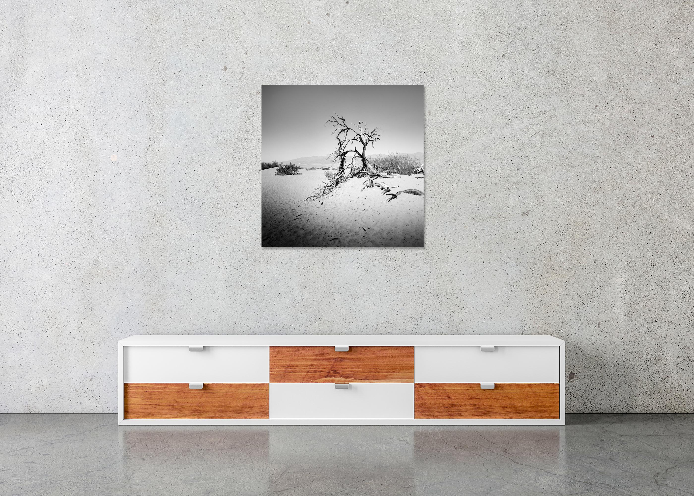 Arbre dans la Vallée de la Mort, Californie, USA, photographie monochrome, paysage, limitée en vente 4