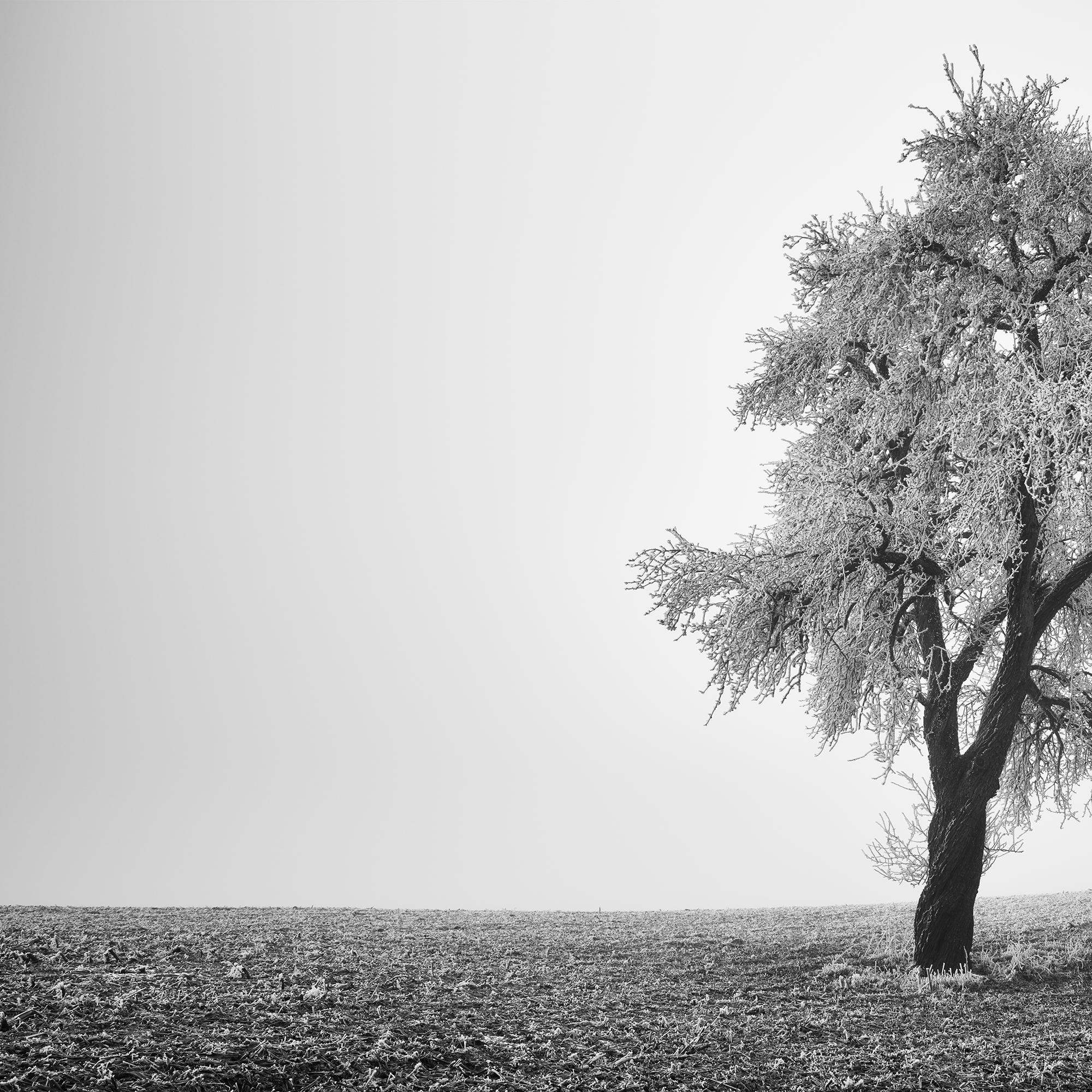 Tree in Frozen Field, Misty Morning, Winter, minimalist winter landscape photo For Sale 5