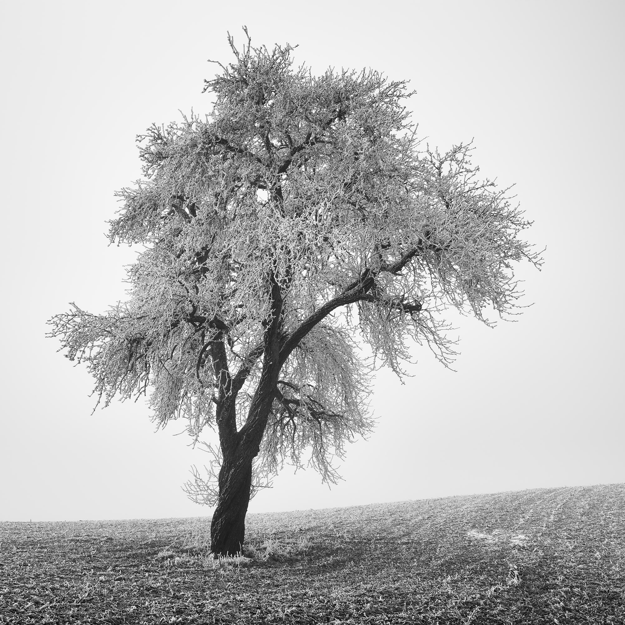 Tree in Frozen Field, Misty Morning, Winter, minimalist winter landscape photo For Sale 6