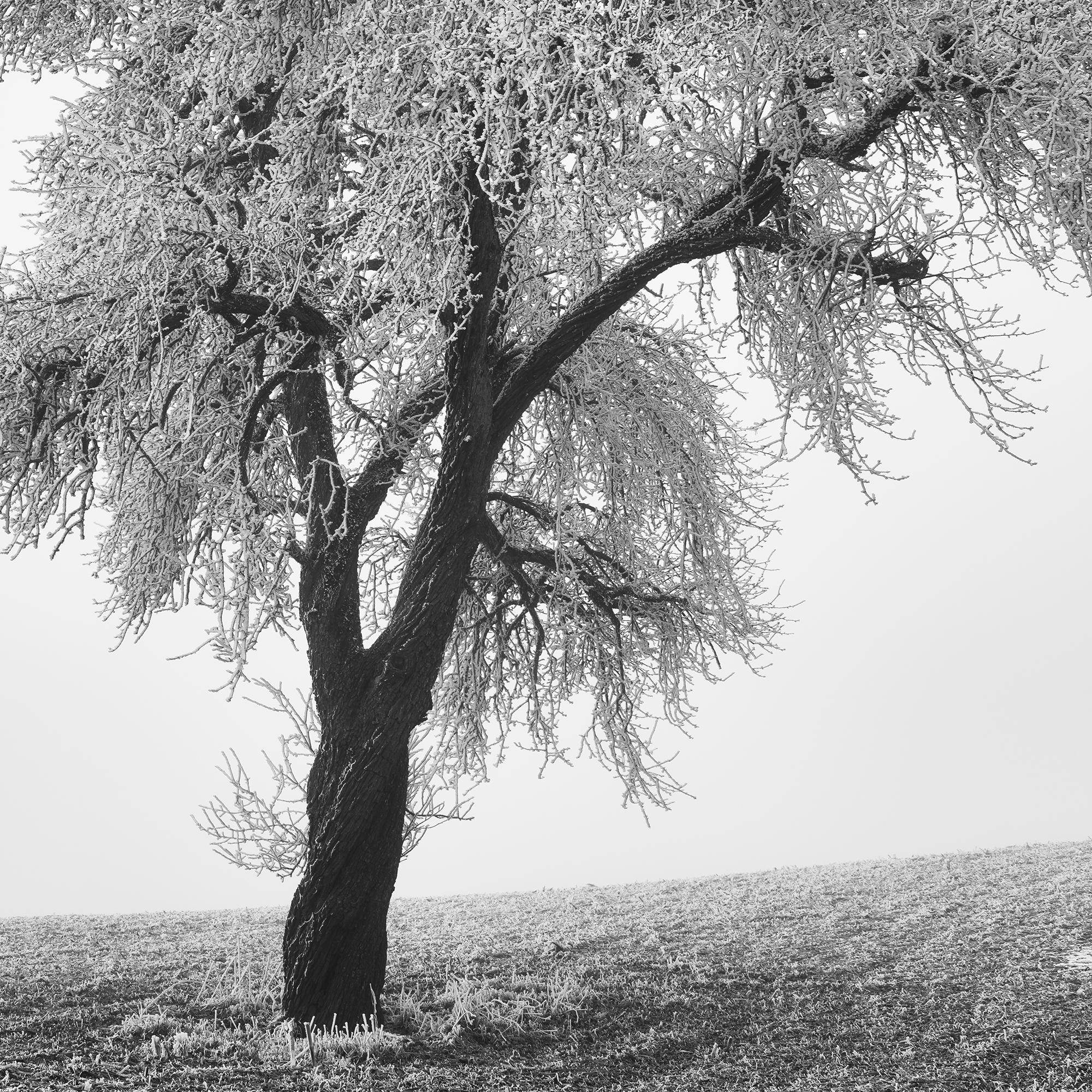 Tree in Frozen Field, Misty Morning, Winter, minimalist winter landscape photo For Sale 7