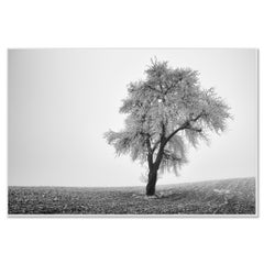 Baum in gefrorenem Feld, nebliger Morgen, Winter, minimalistische Winterlandschaft Foto