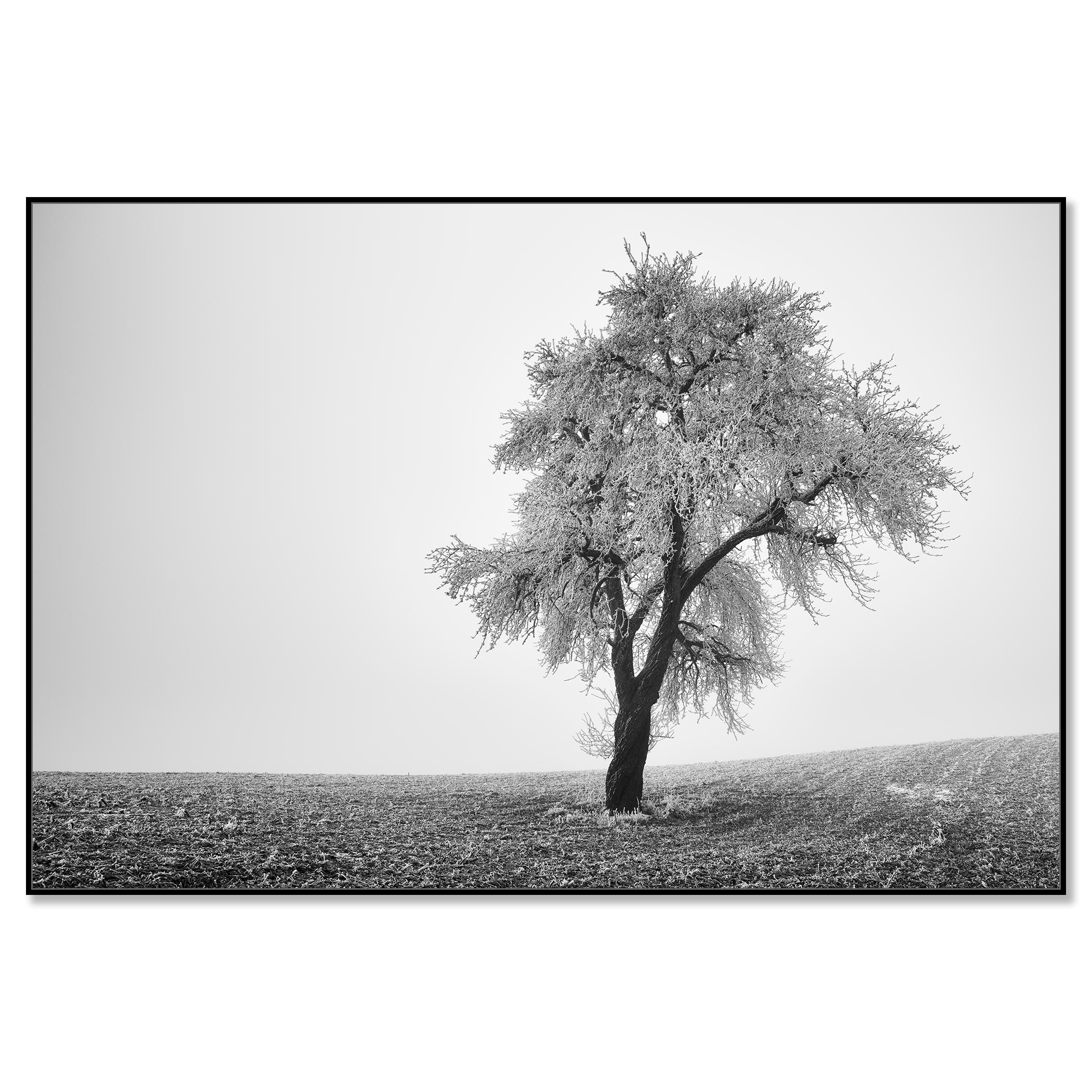 Tree in Frozen Field, Misty Morning, Winter, minimalist winter landscape photo - Contemporary Photograph by Gerald Berghammer