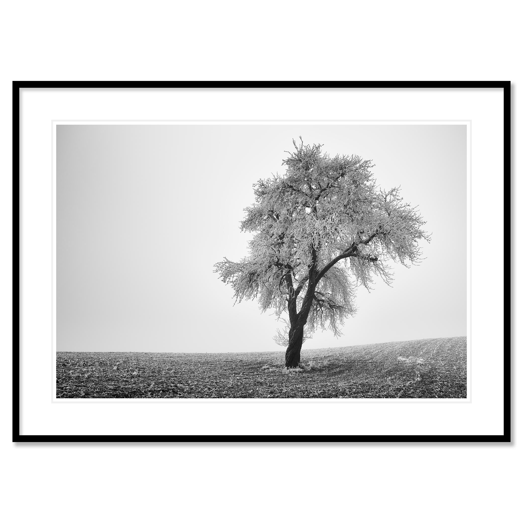 Tree in Frozen Field, Misty Morning, Winter, minimalist winter landscape photo For Sale 1