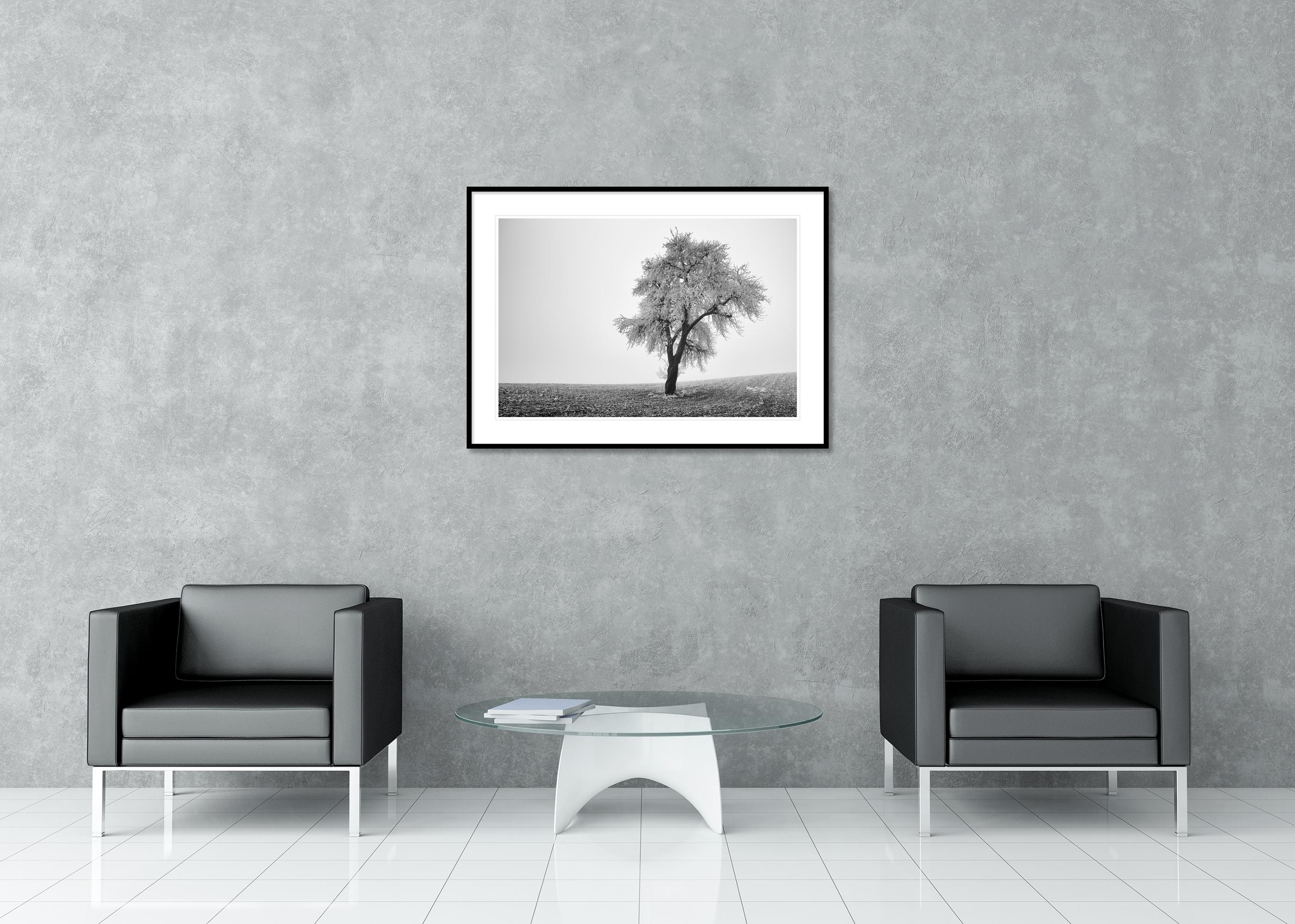 Tree in Frozen Field, Misty Morning, Winter, minimalist winter landscape photo For Sale 2