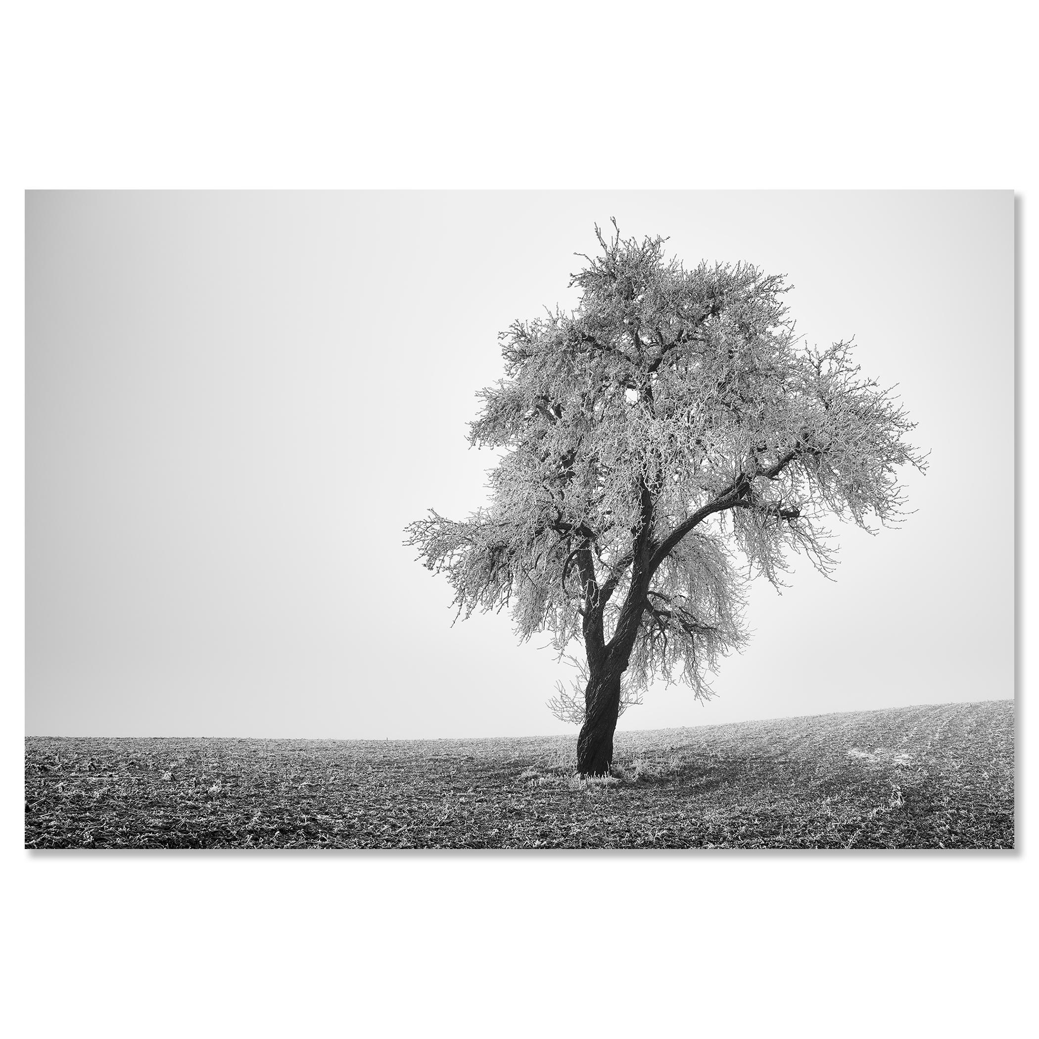 Tree in Frozen Field, Misty Morning, Winter, minimalist winter landscape photo For Sale 3
