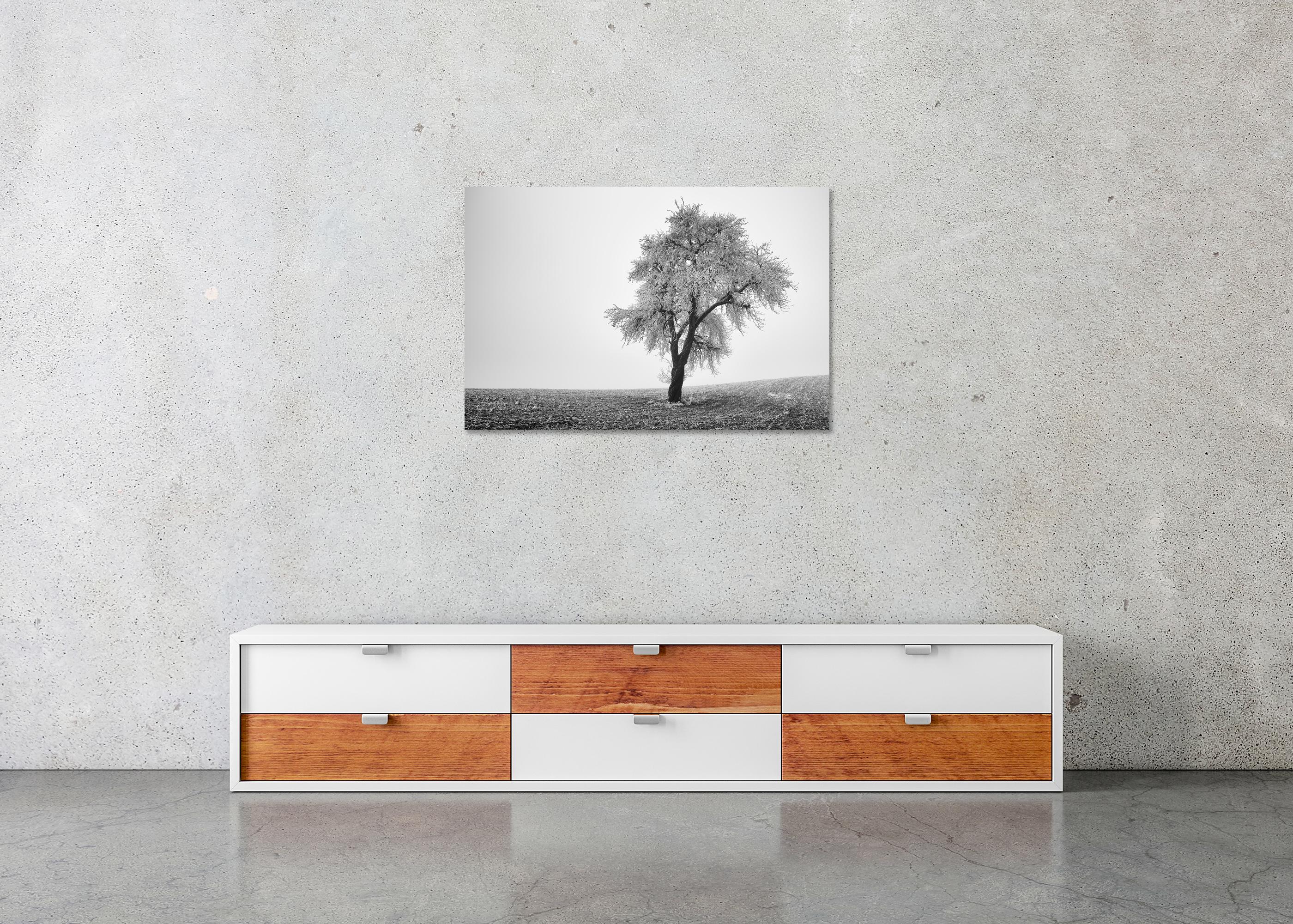 Tree in Frozen Field, Misty Morning, Winter, minimalist winter landscape photo For Sale 4