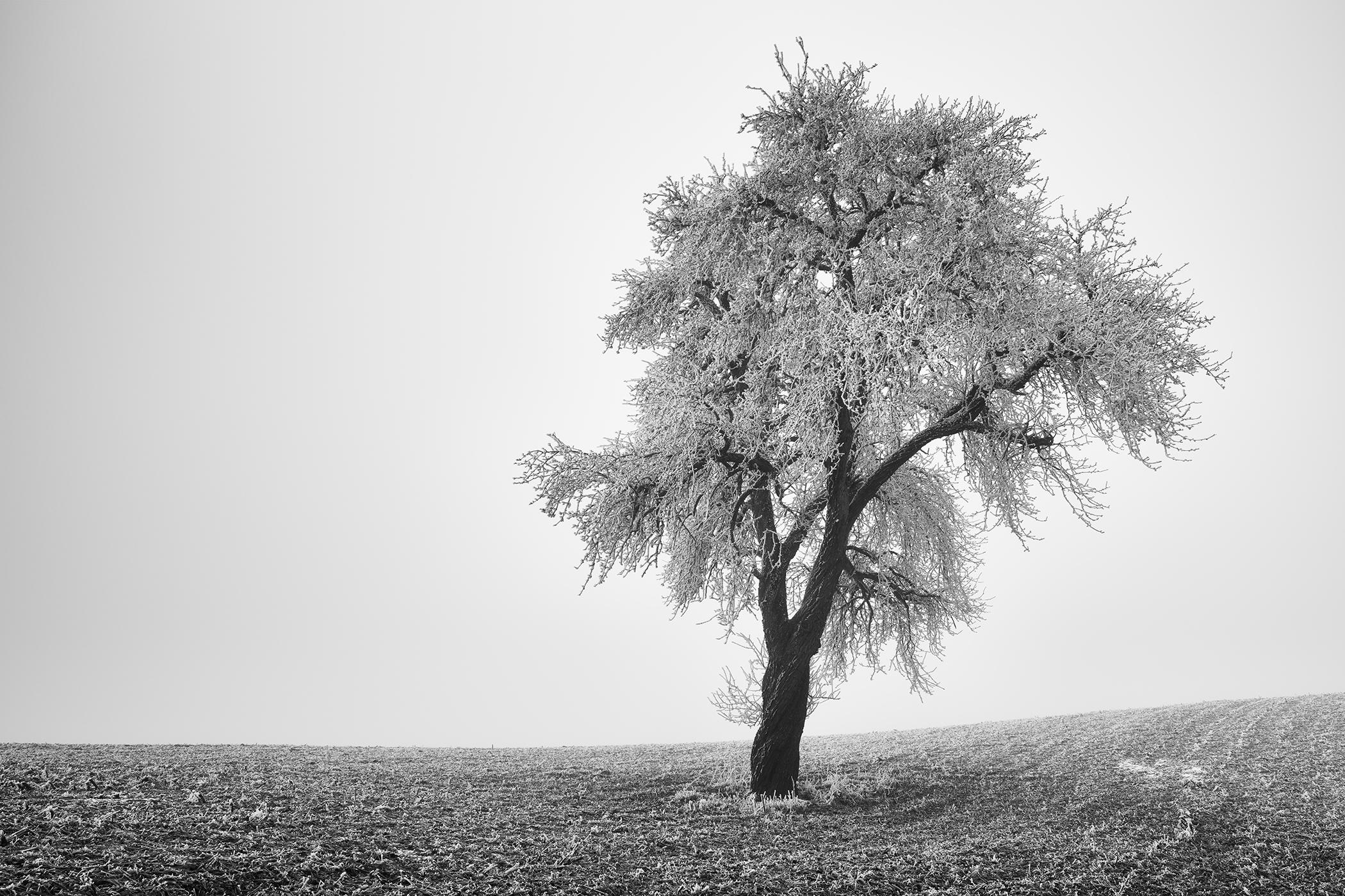 Gerald Berghammer Black and White Photograph - Tree in Frozen Field, Misty Morning, Winter, minimalist winter landscape photo