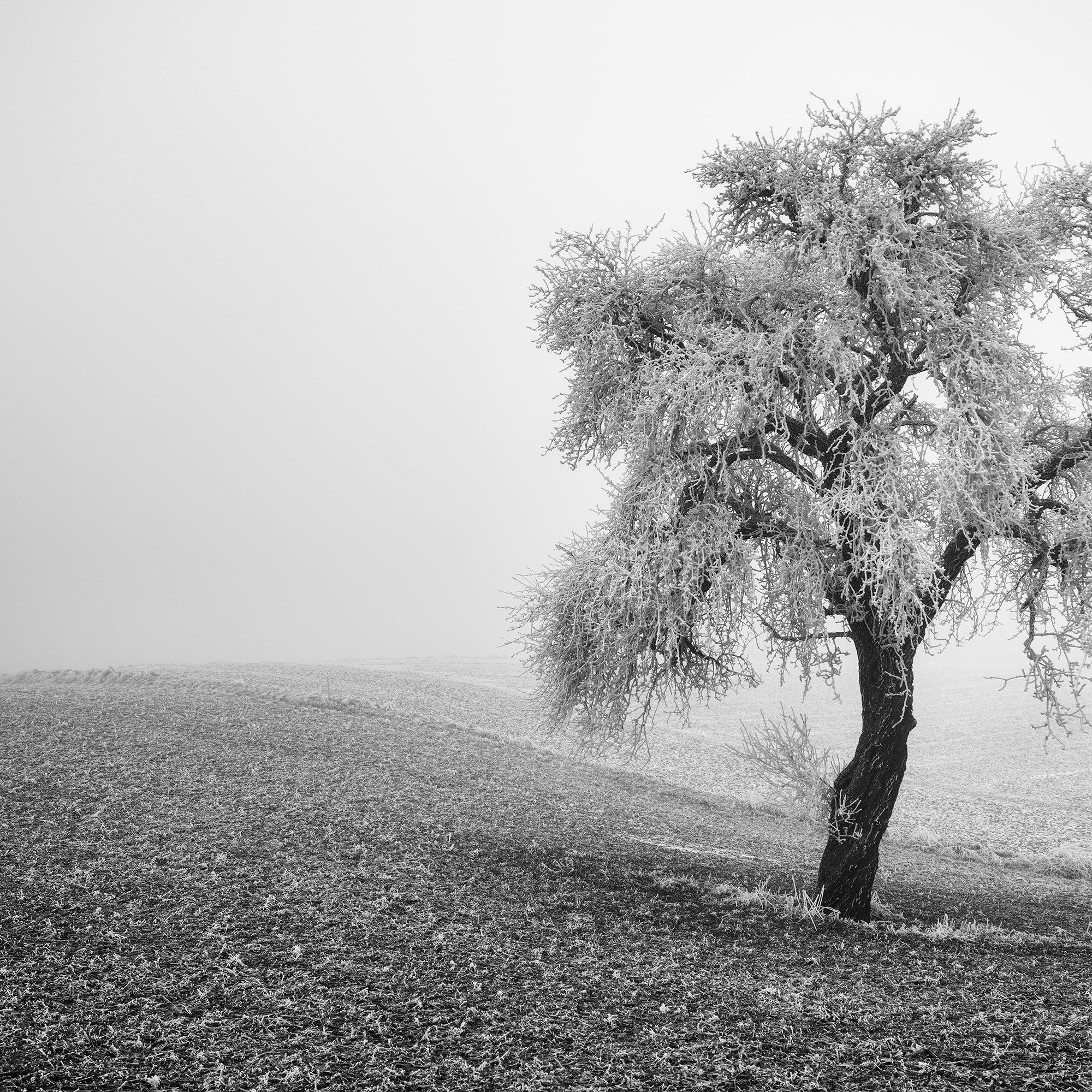 Tree in Frozen Field Panorama For Sale 5