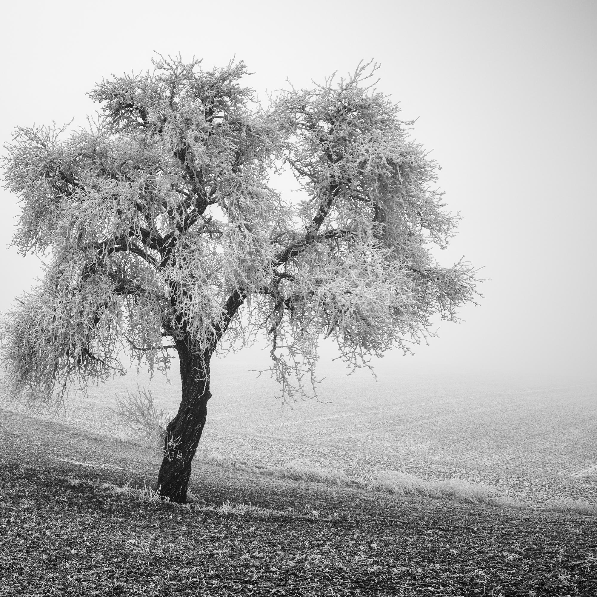 Tree in Frozen Field Panorama, fotografia monocromatica, stampa in edizione limitata in vendita 6