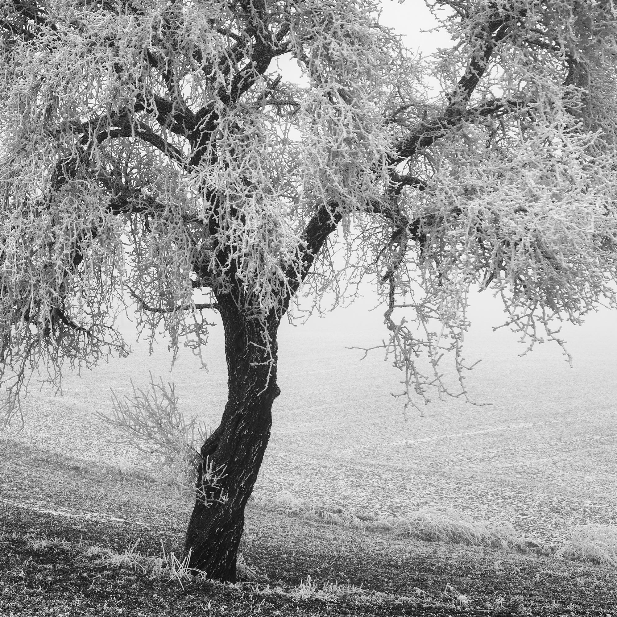 Tree in Frozen Field Panorama For Sale 7