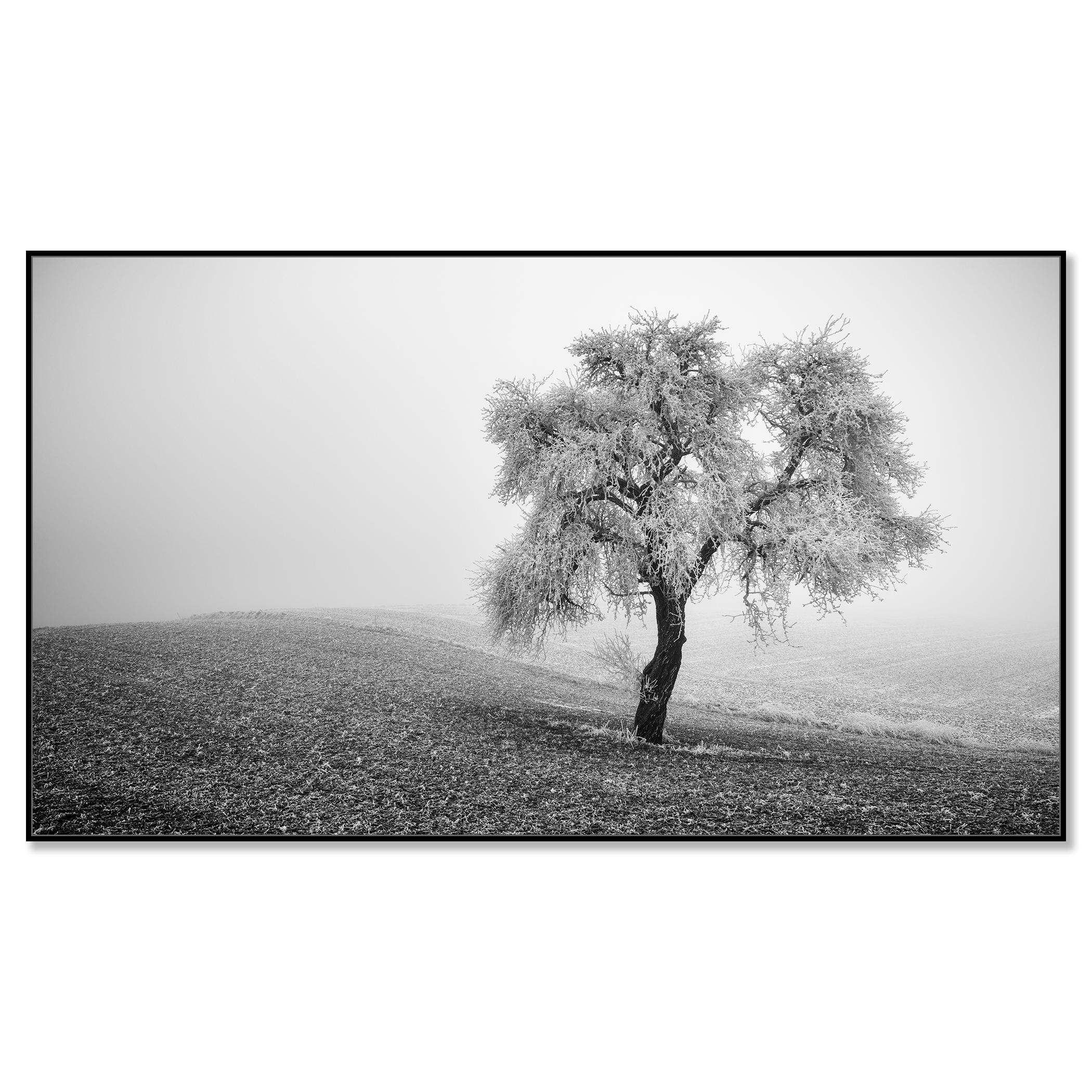 Tree in Frozen Field Panorama - Photograph by Gerald Berghammer