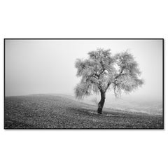 Baum im gefrorenen Feld - Panorama - monochromes Panorama