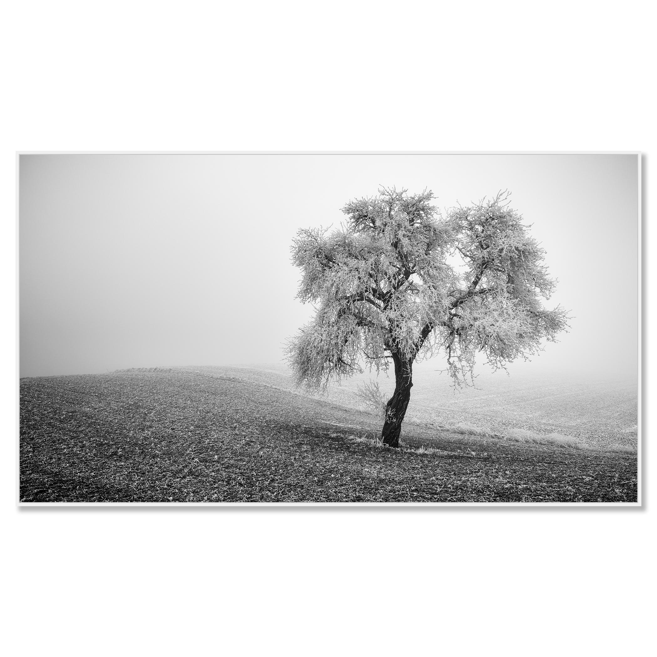 Tree in Frozen Field Panorama - Contemporary Photograph by Gerald Berghammer
