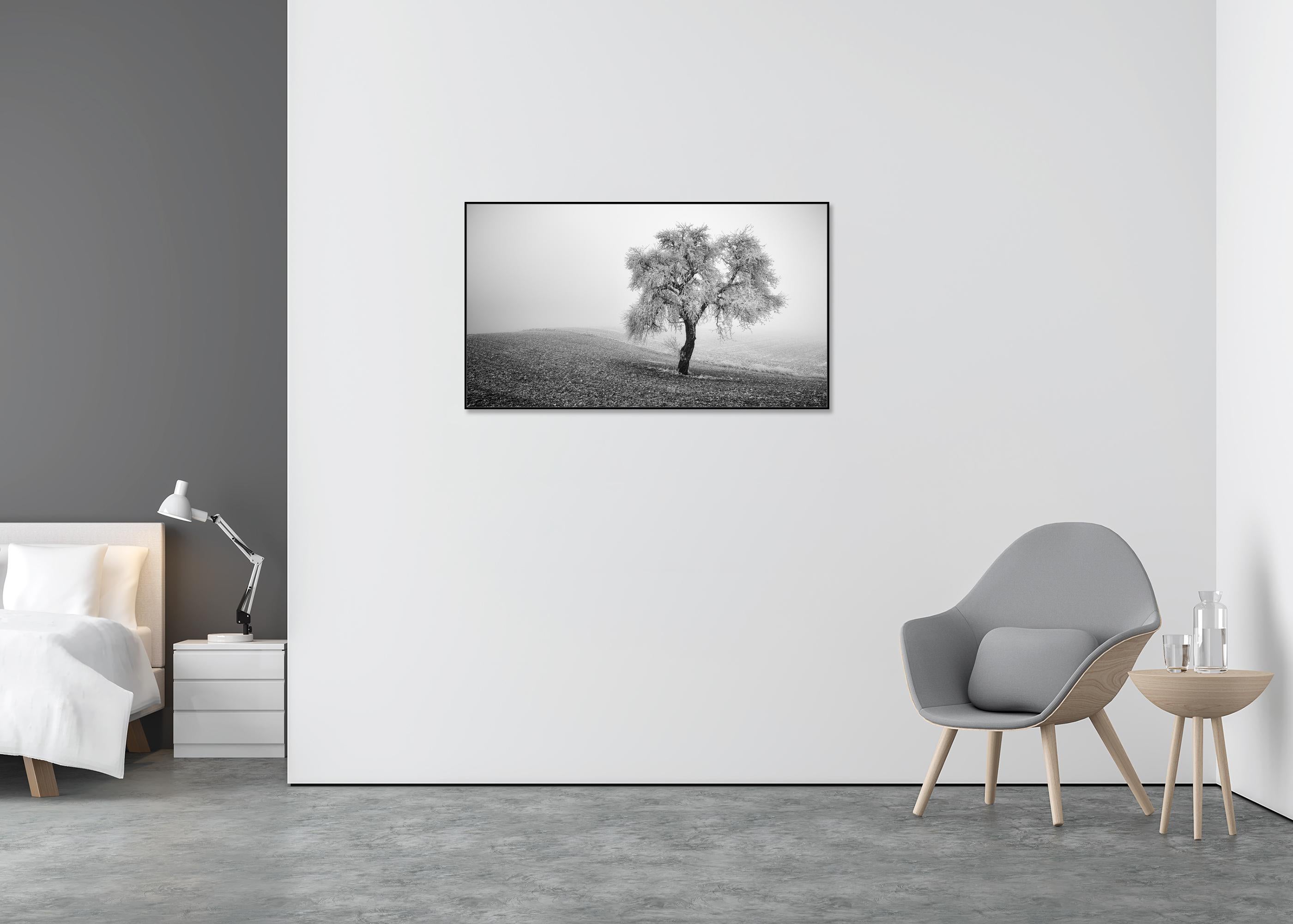 Tree in Frozen Field Panorama - Gray Landscape Photograph by Gerald Berghammer