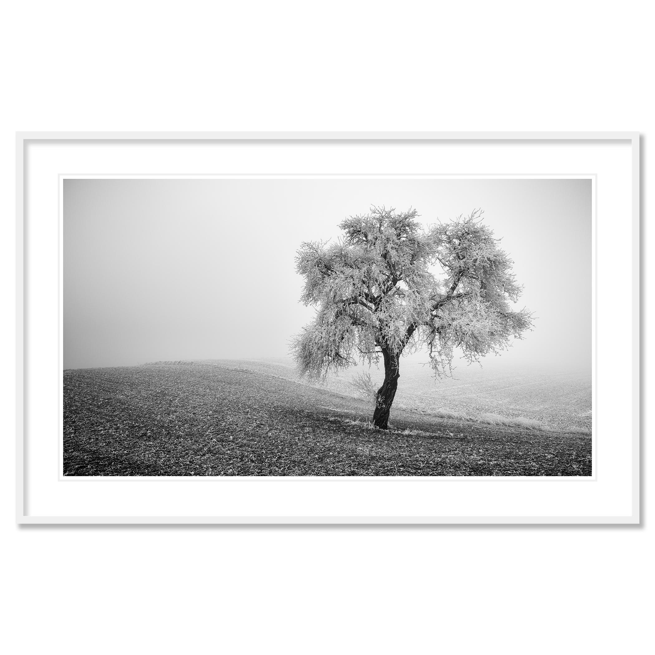Tree in Frozen Field Panorama For Sale 1