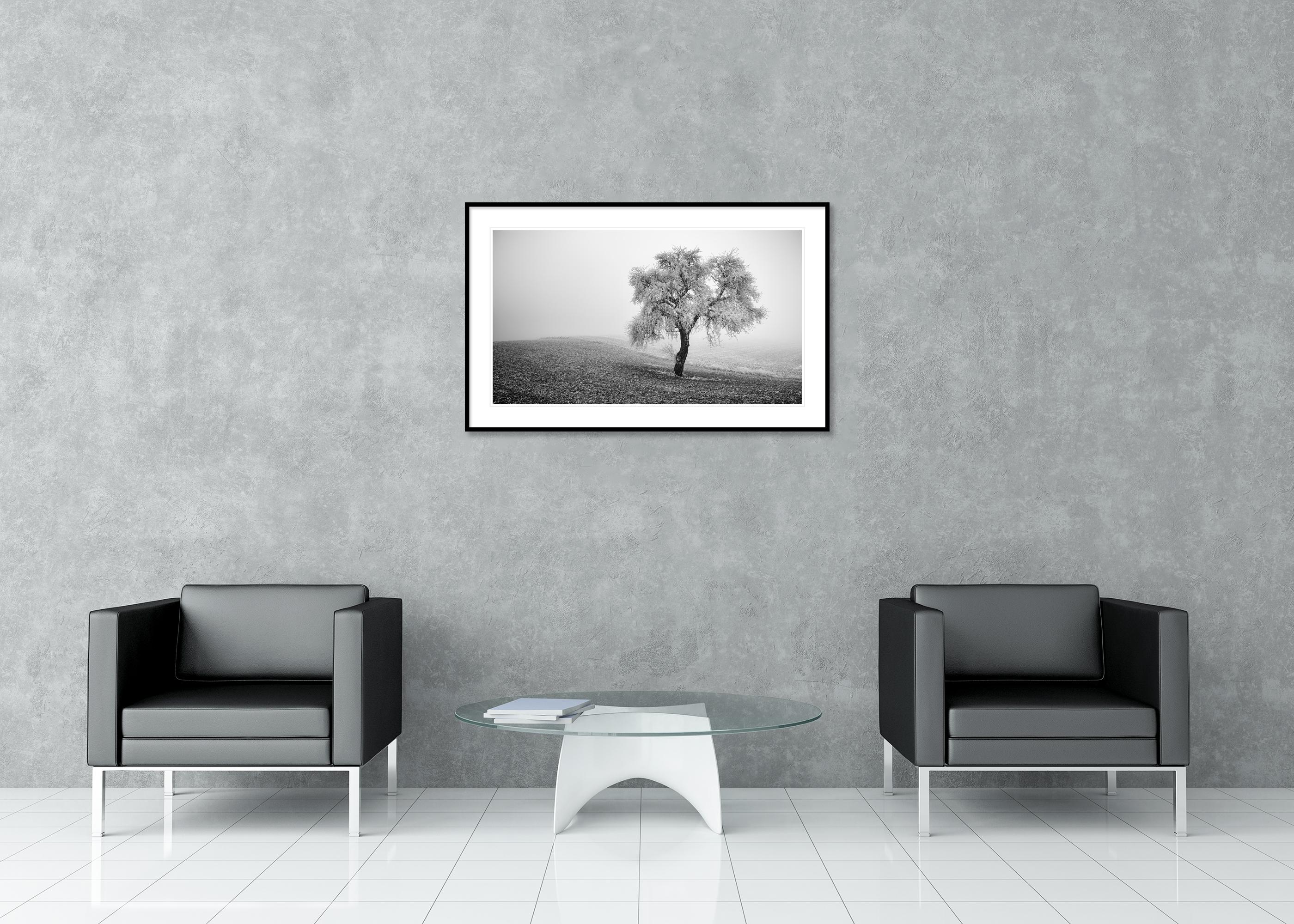 Tree in Frozen Field Panorama For Sale 2