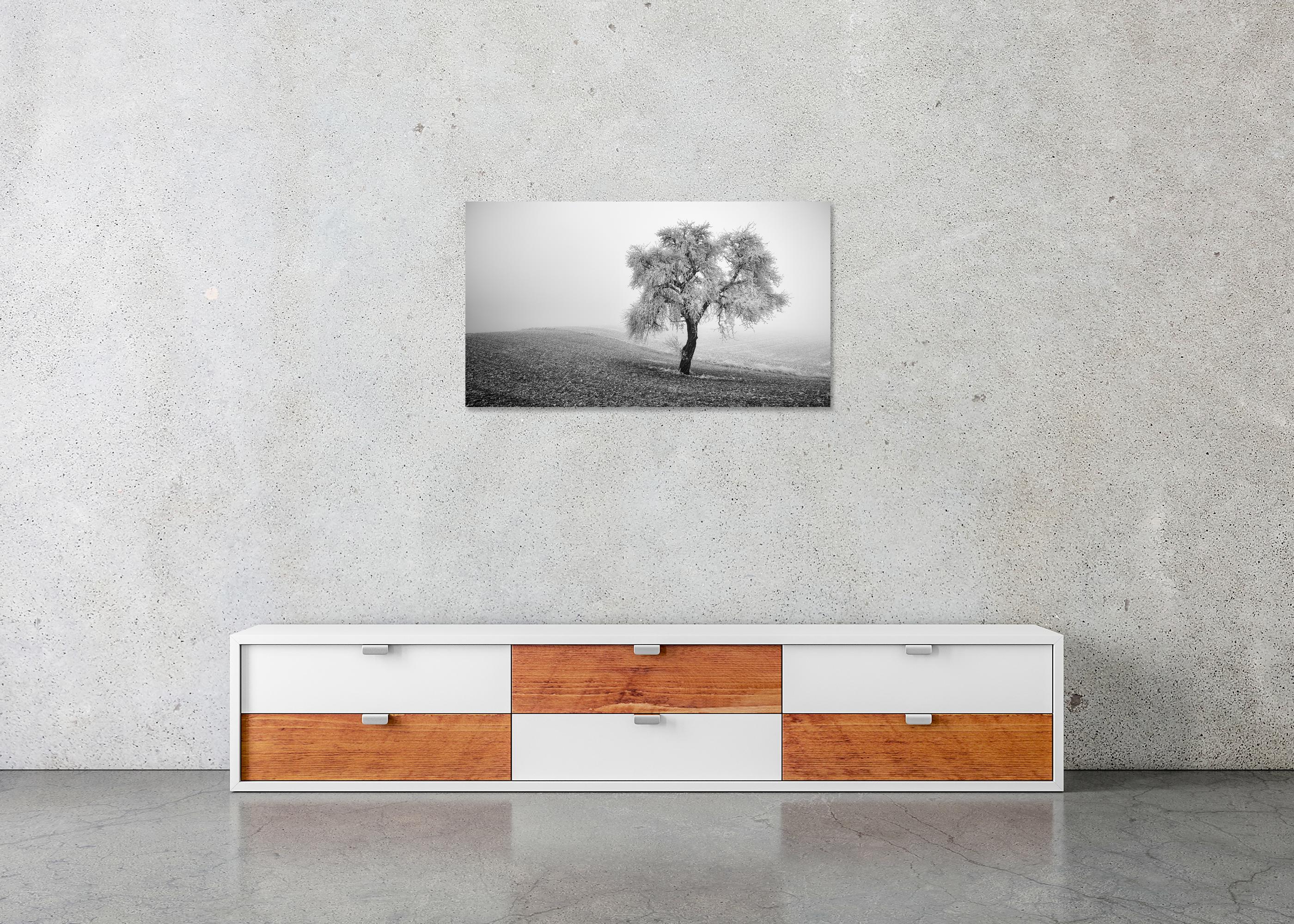 Tree in Frozen Field Panorama For Sale 4