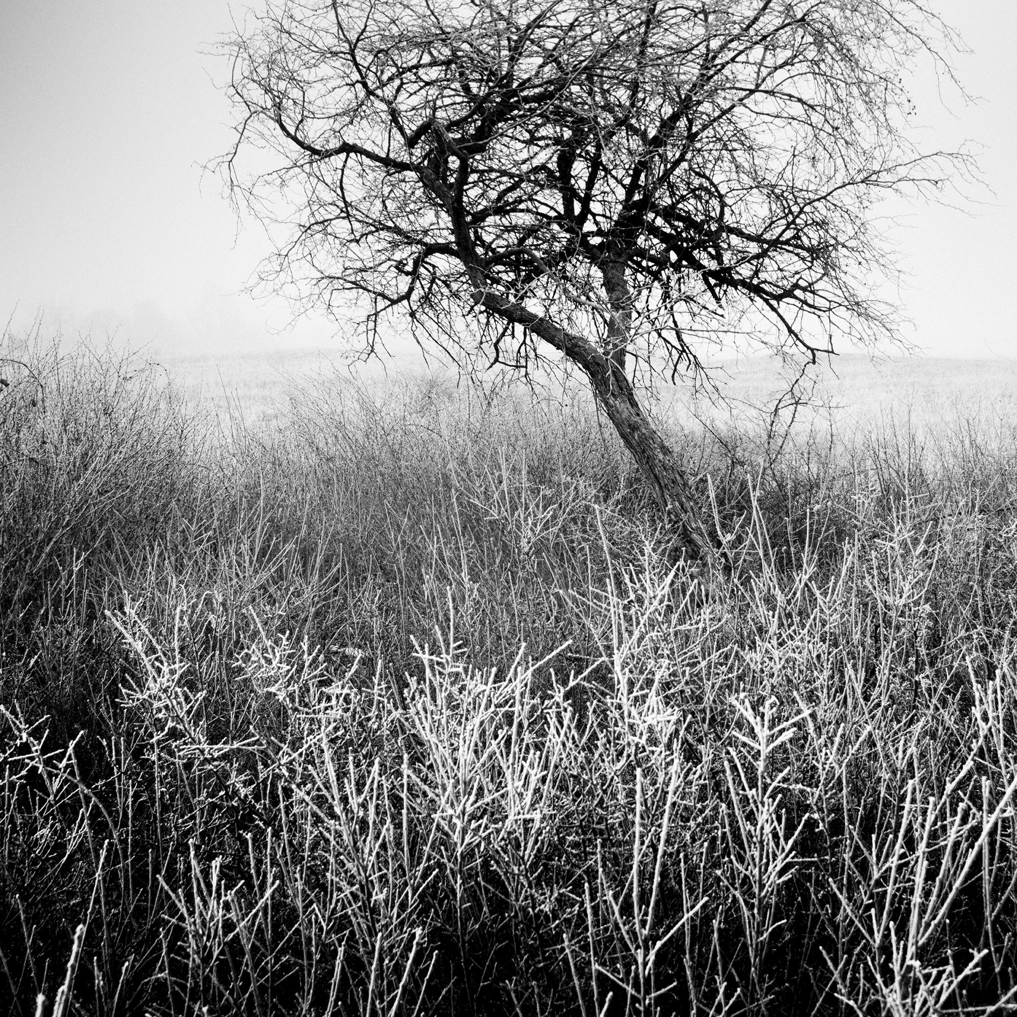 Albero nella brina, bianco e nero, fotografia di paesaggio, edizione limitata in vendita 5