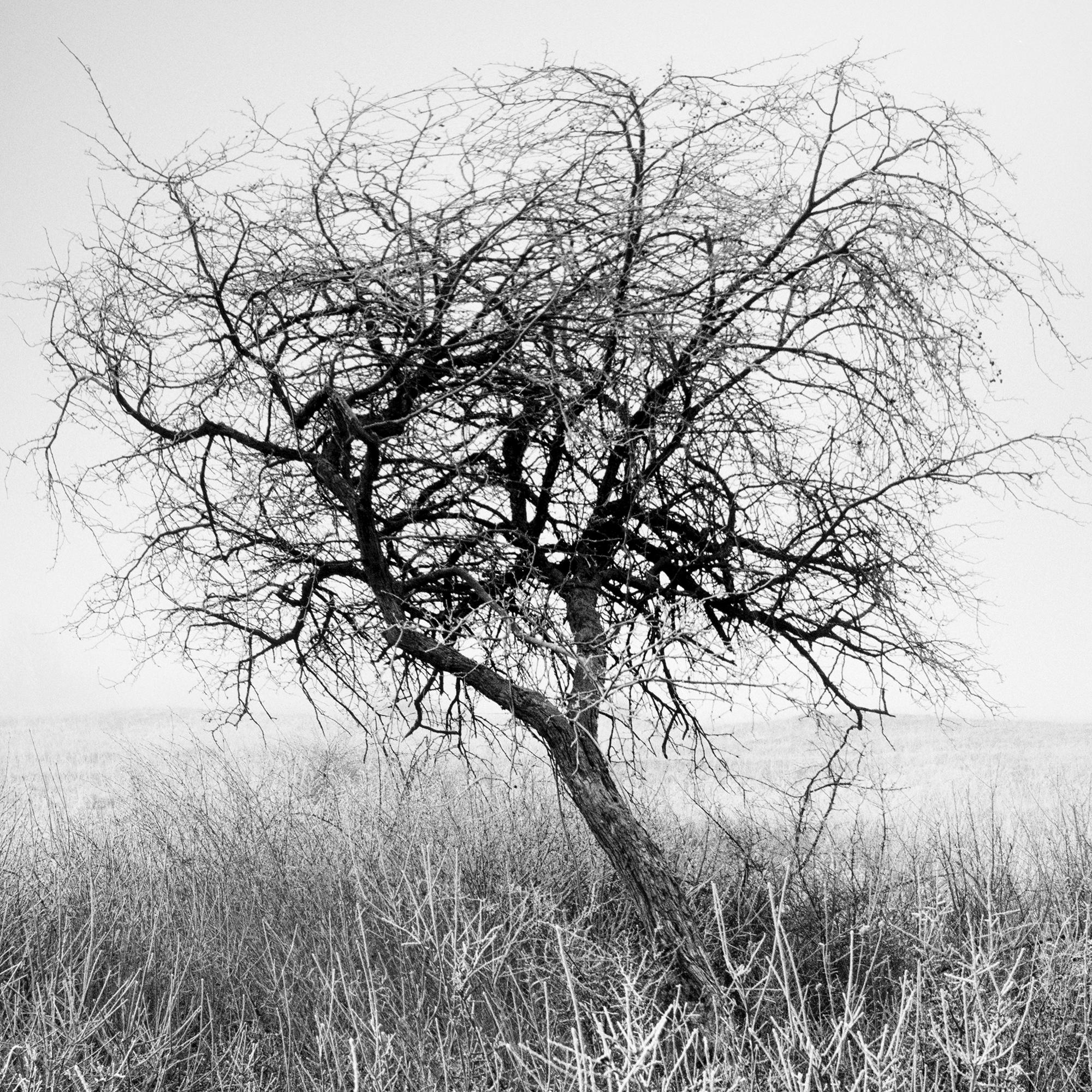 Tree in Hoarfrost, noir et blanc, photographie de paysage, édition limitée en vente 7