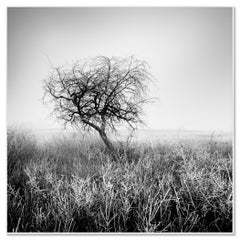 Albero nella brina, bianco e nero, fotografia di paesaggio, edizione limitata