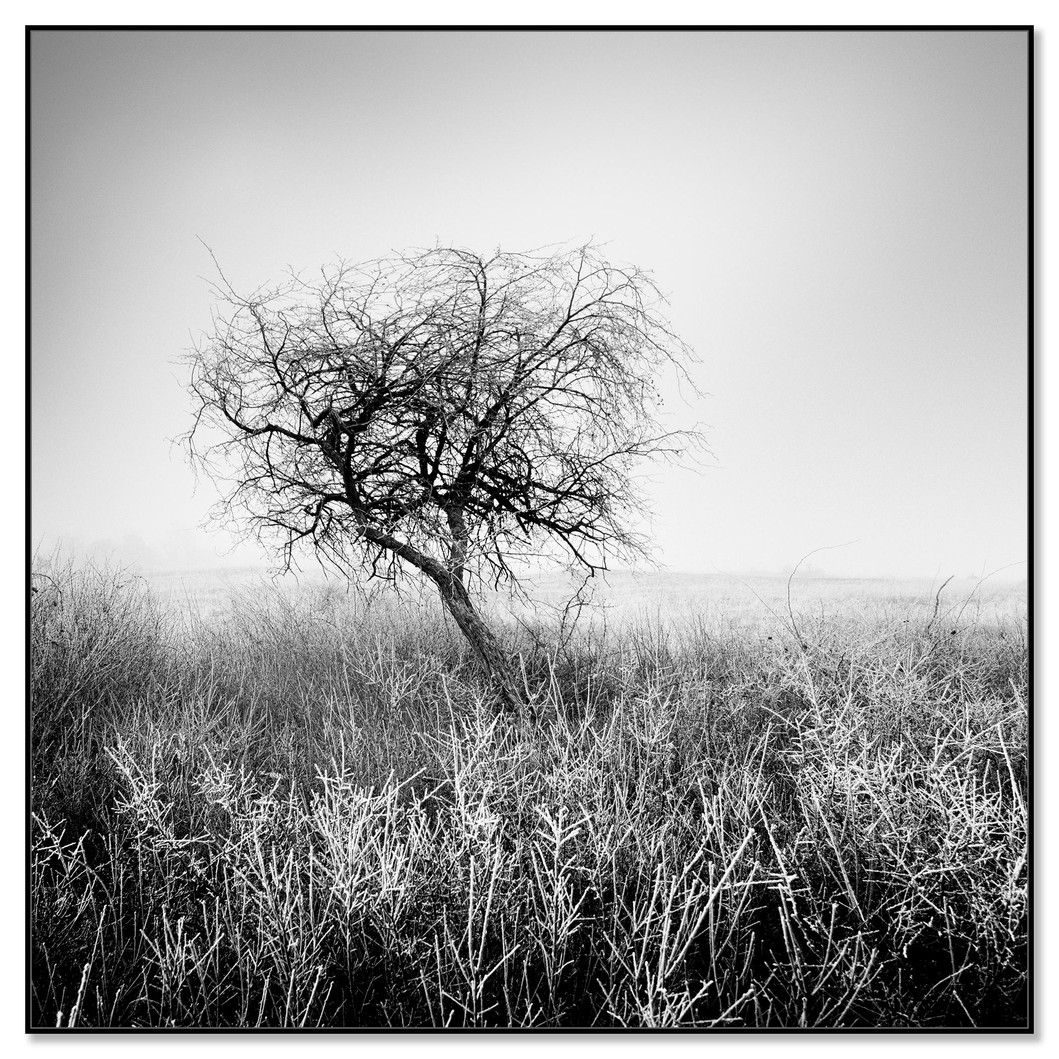 Albero nella brina, bianco e nero, fotografia di paesaggio, edizione limitata - Photograph Contemporaneo di Gerald Berghammer