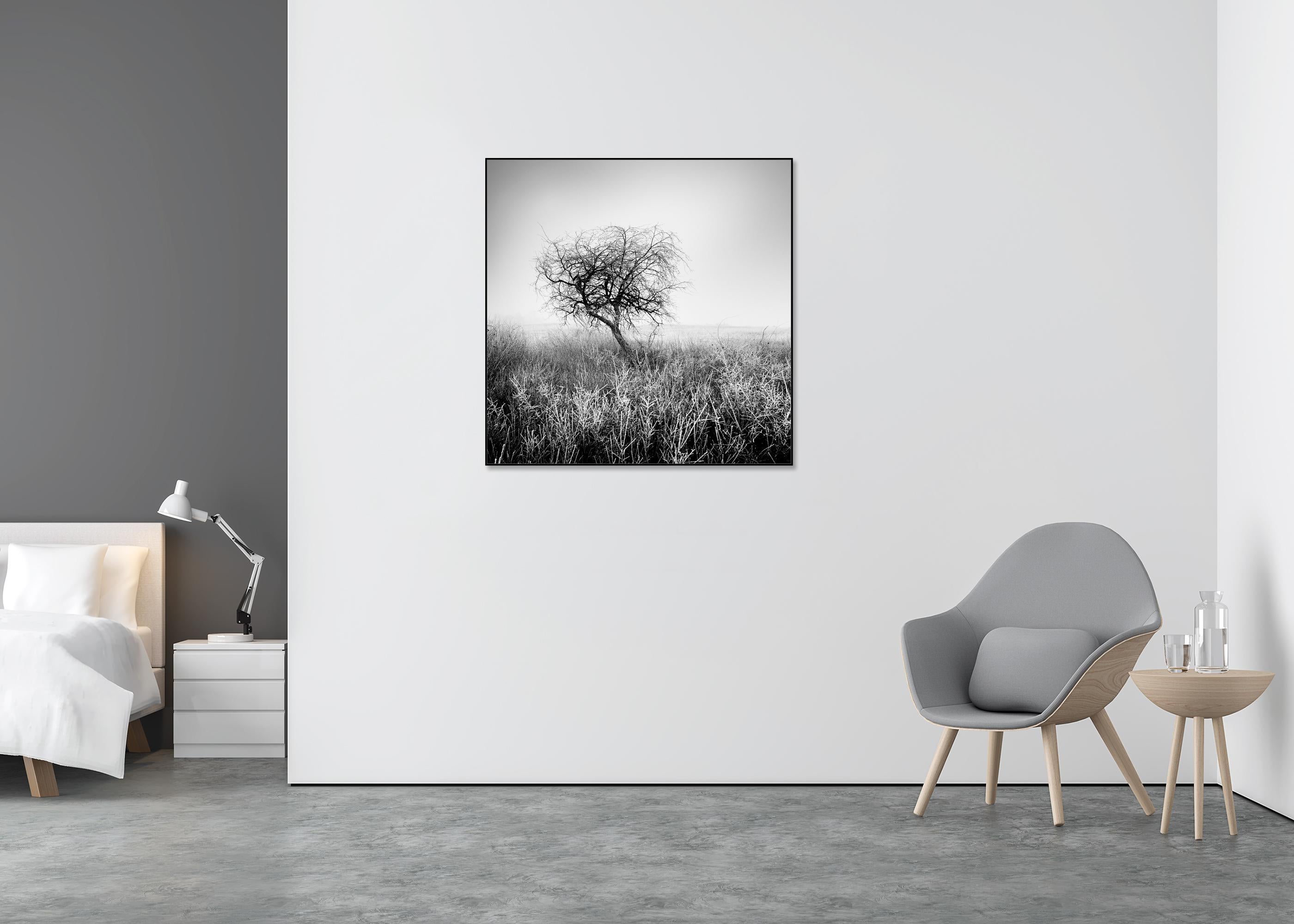 Albero nella brina, bianco e nero, fotografia di paesaggio, edizione limitata - Landscape Photograph Grigio di Gerald Berghammer