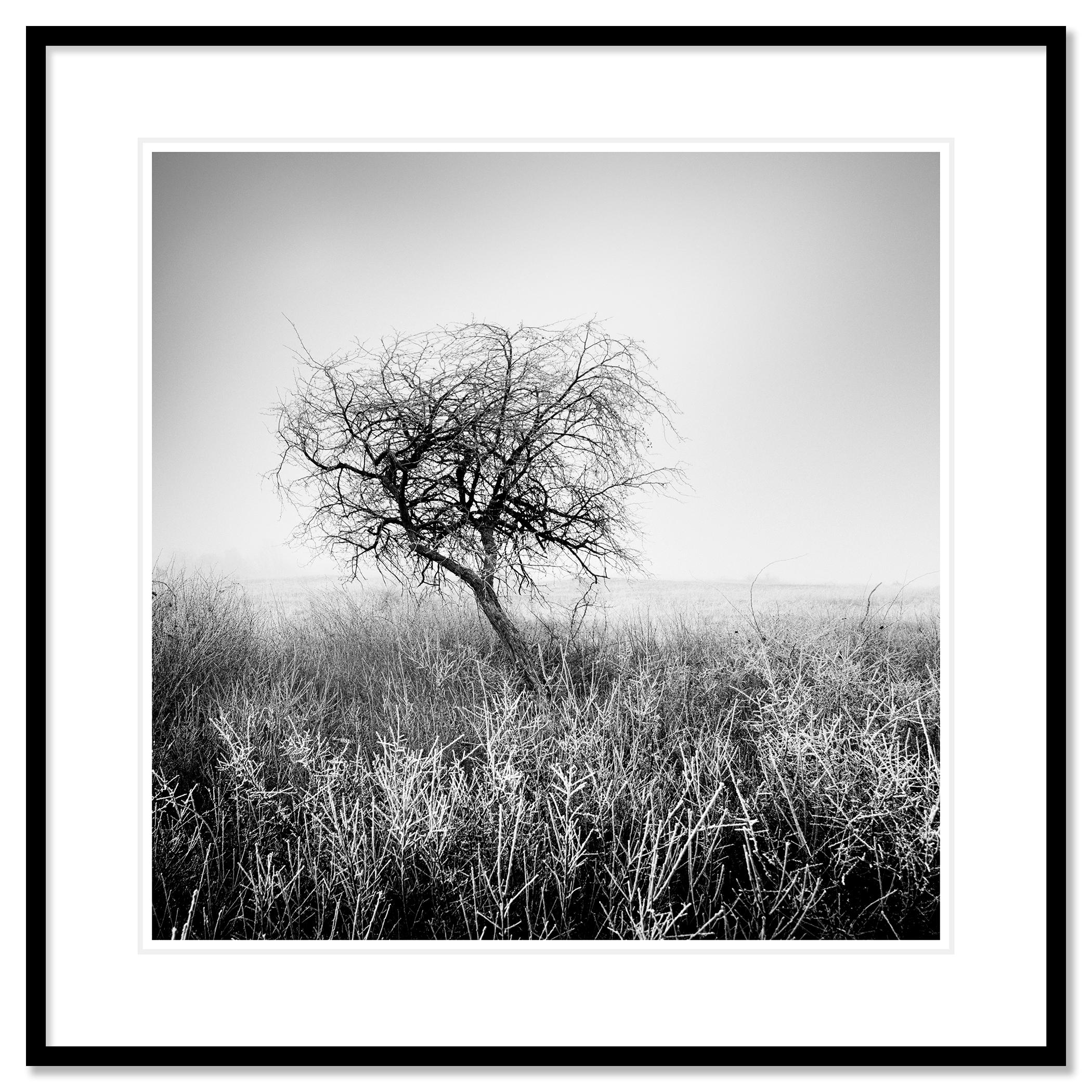 Albero nella brina, bianco e nero, fotografia di paesaggio, edizione limitata in vendita 1
