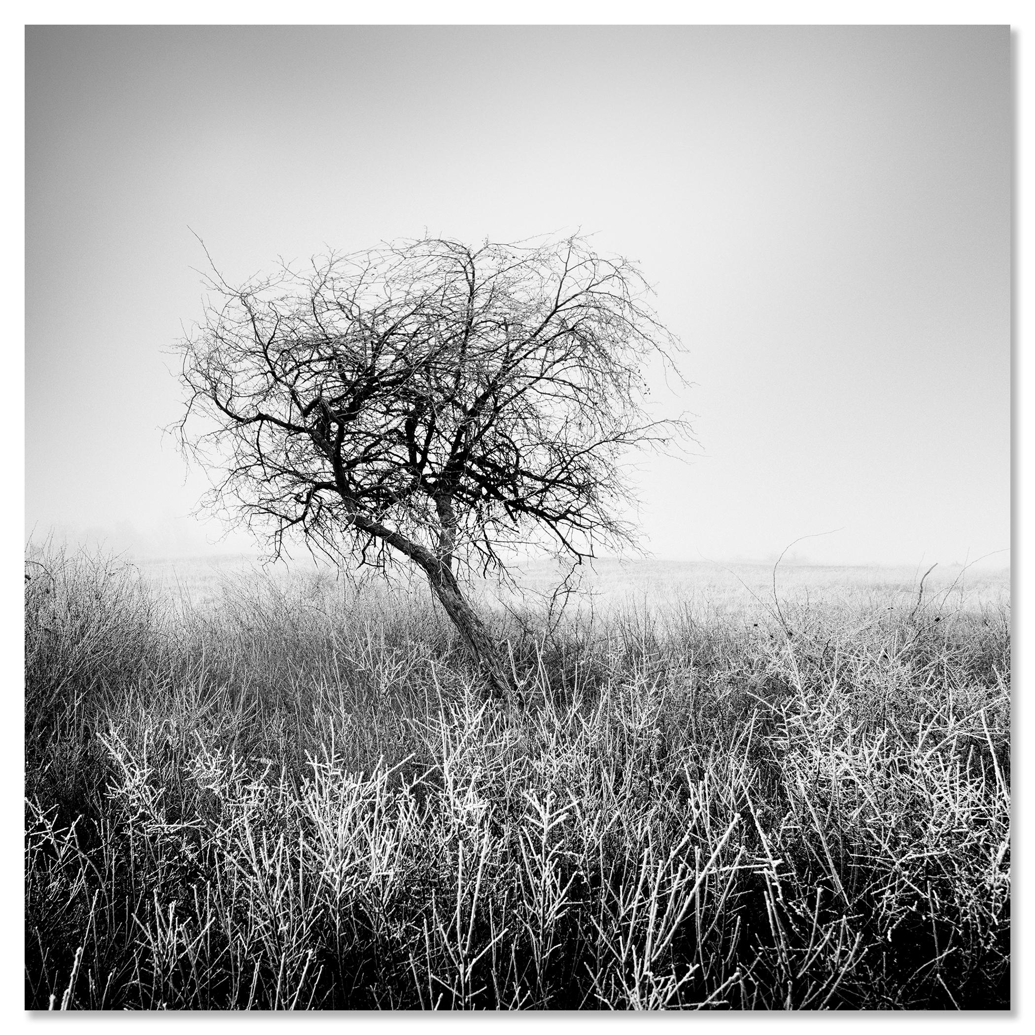 Albero nella brina, bianco e nero, fotografia di paesaggio, edizione limitata in vendita 3