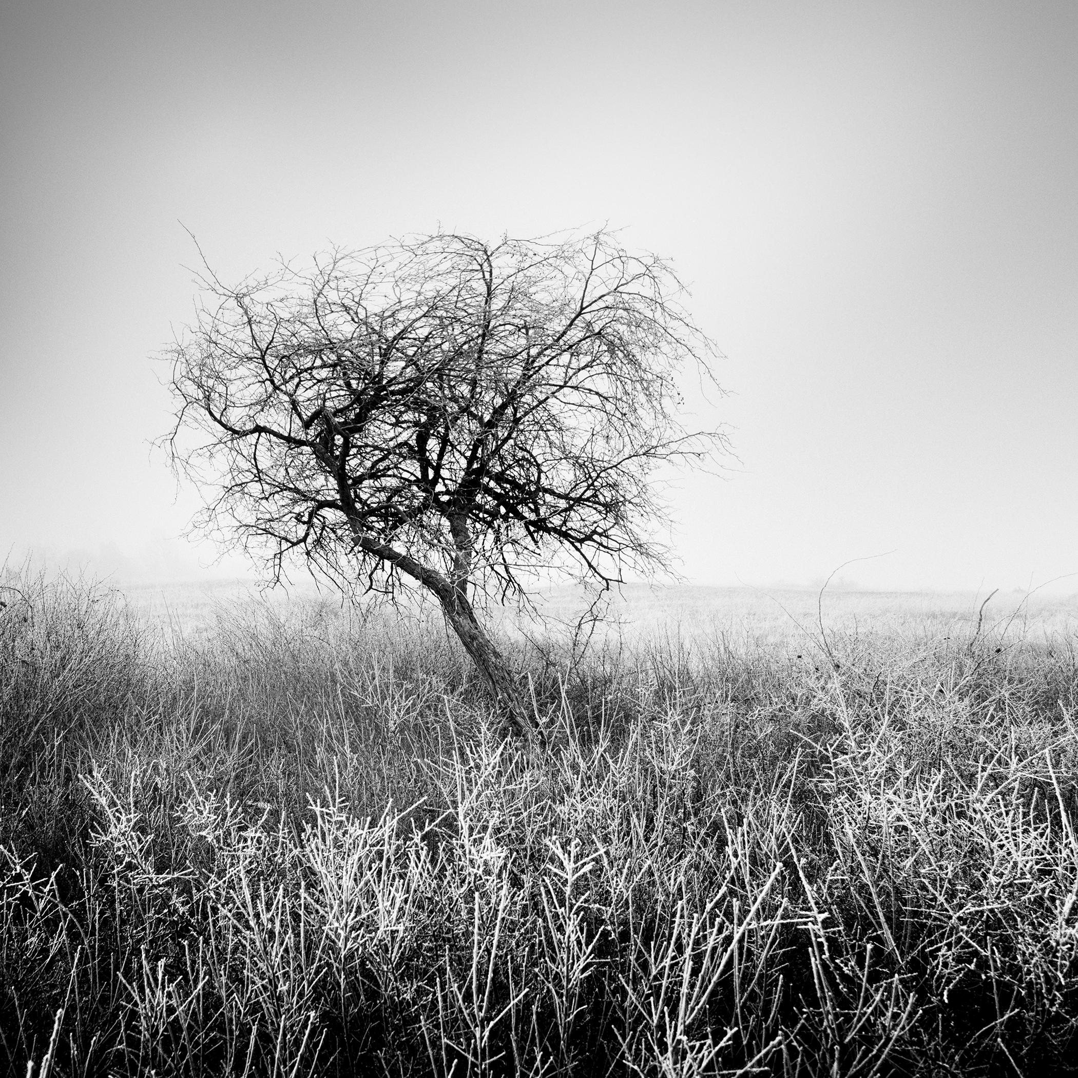 Tree in Hoarfrost, black and white, landscape photograph, limited edition