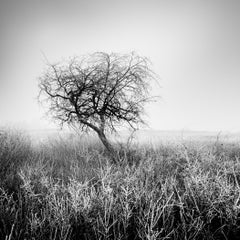 Tree in Hoarfrost, noir et blanc, photographie de paysage, édition limitée