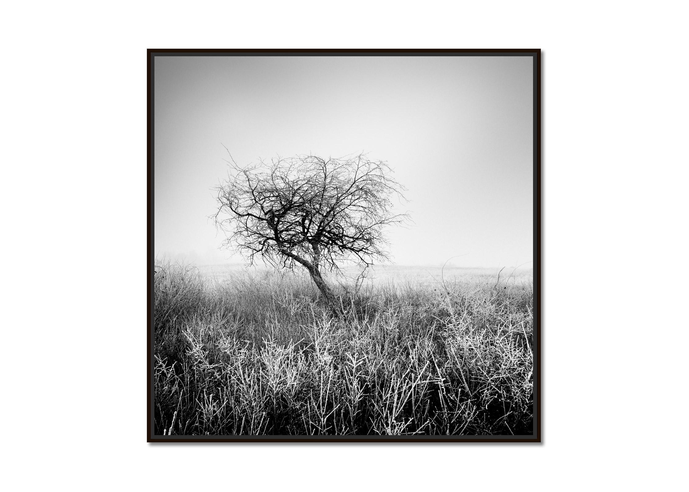 Tree in hoarfrost, frozen, Hungary, black and white art landscape photography  - Photograph by Gerald Berghammer