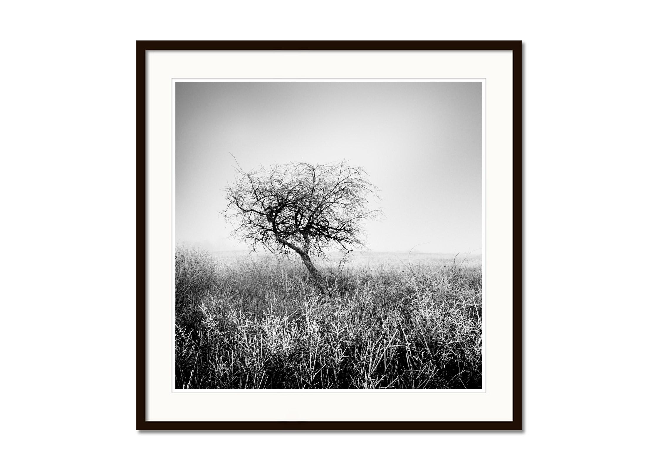 Tree in hoarfrost, frozen, Hungary, black and white art landscape photography  - Contemporary Photograph by Gerald Berghammer
