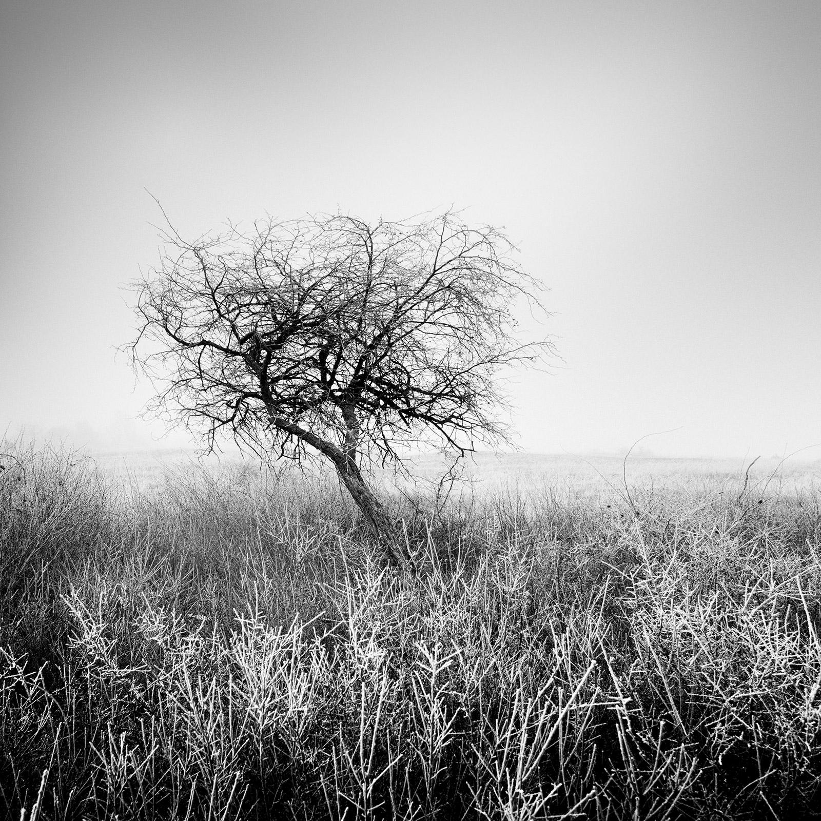 Tree in hoarfrost, frozen, Hungary, black and white art landscape photography 