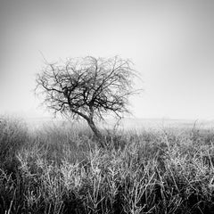 Tree in hoarfrost, frozen, Hongrie, photographie de paysage d'art en noir et blanc 
