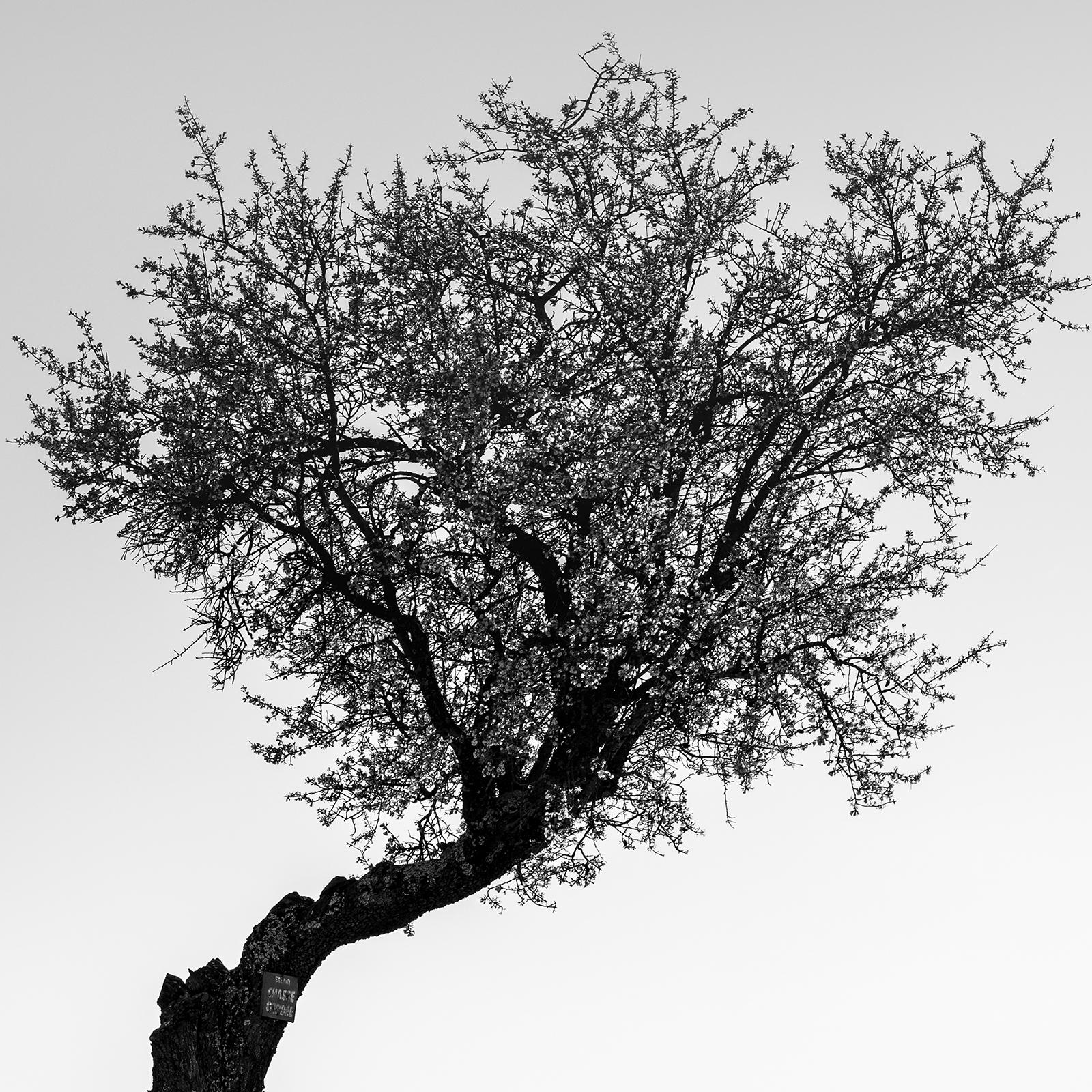 Tree in Lavender Field Panorama, Schwarz-Weiß-Fotografie, limitierte Auflage im Angebot 5