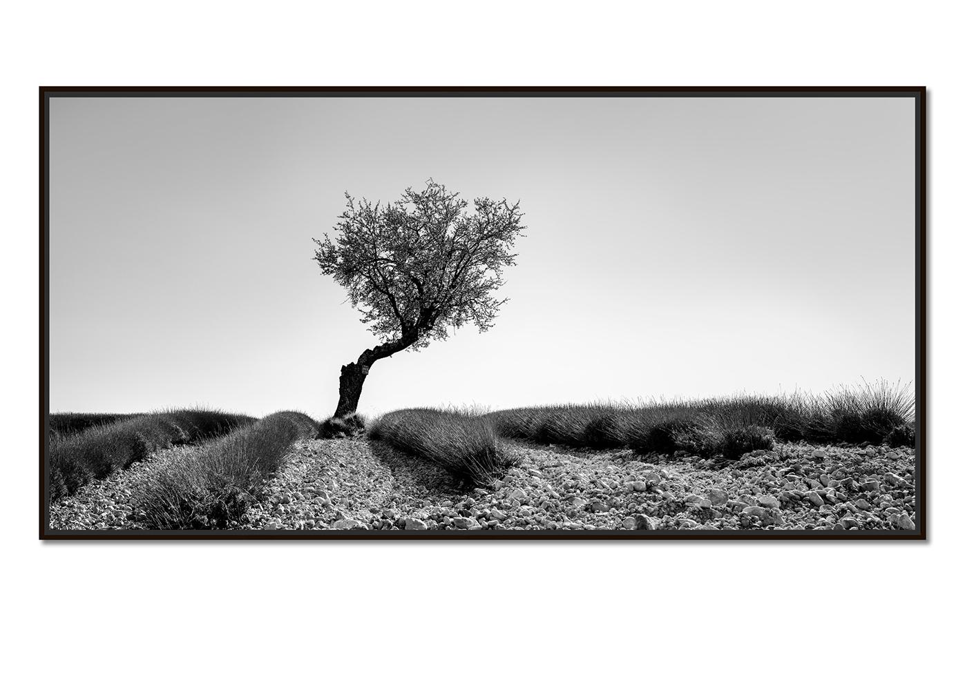Tree in Lavender Field Panorama, Schwarz-Weiß-Fotografie, limitierte Auflage – Photograph von Gerald Berghammer